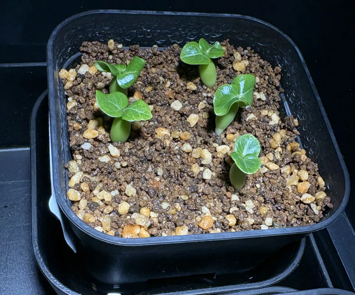 Adenium DHA PPL (アデニウム DHA PPL)