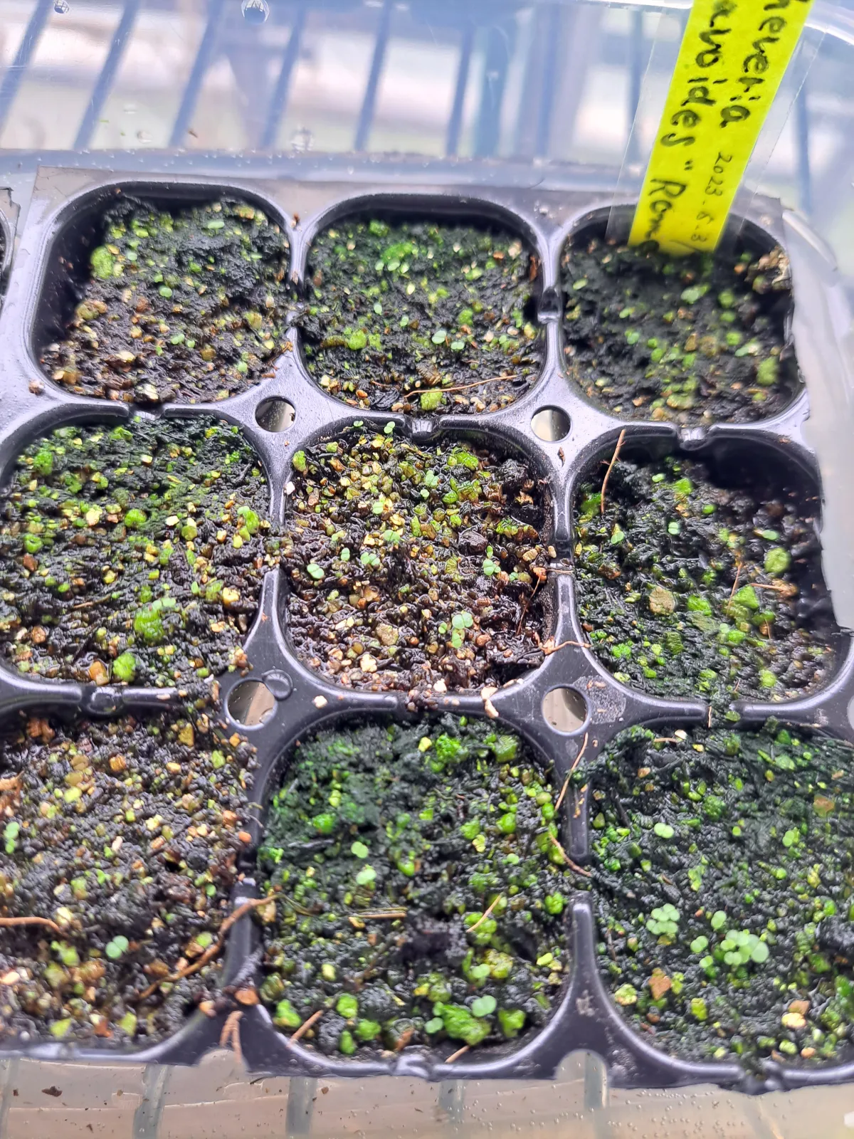 Echeveria agavoides 'Romeo' (エケベリア アガボイデス ロメオ)