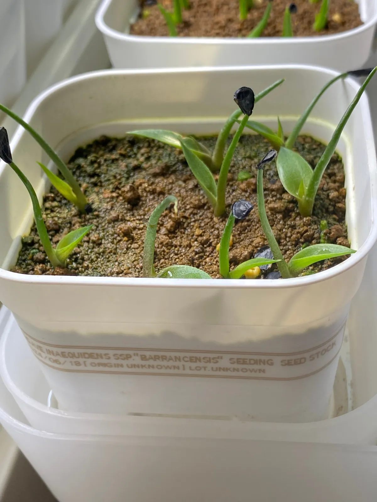 Agave inaequidens subsp. barrancensis (アガベ バランセンシス)