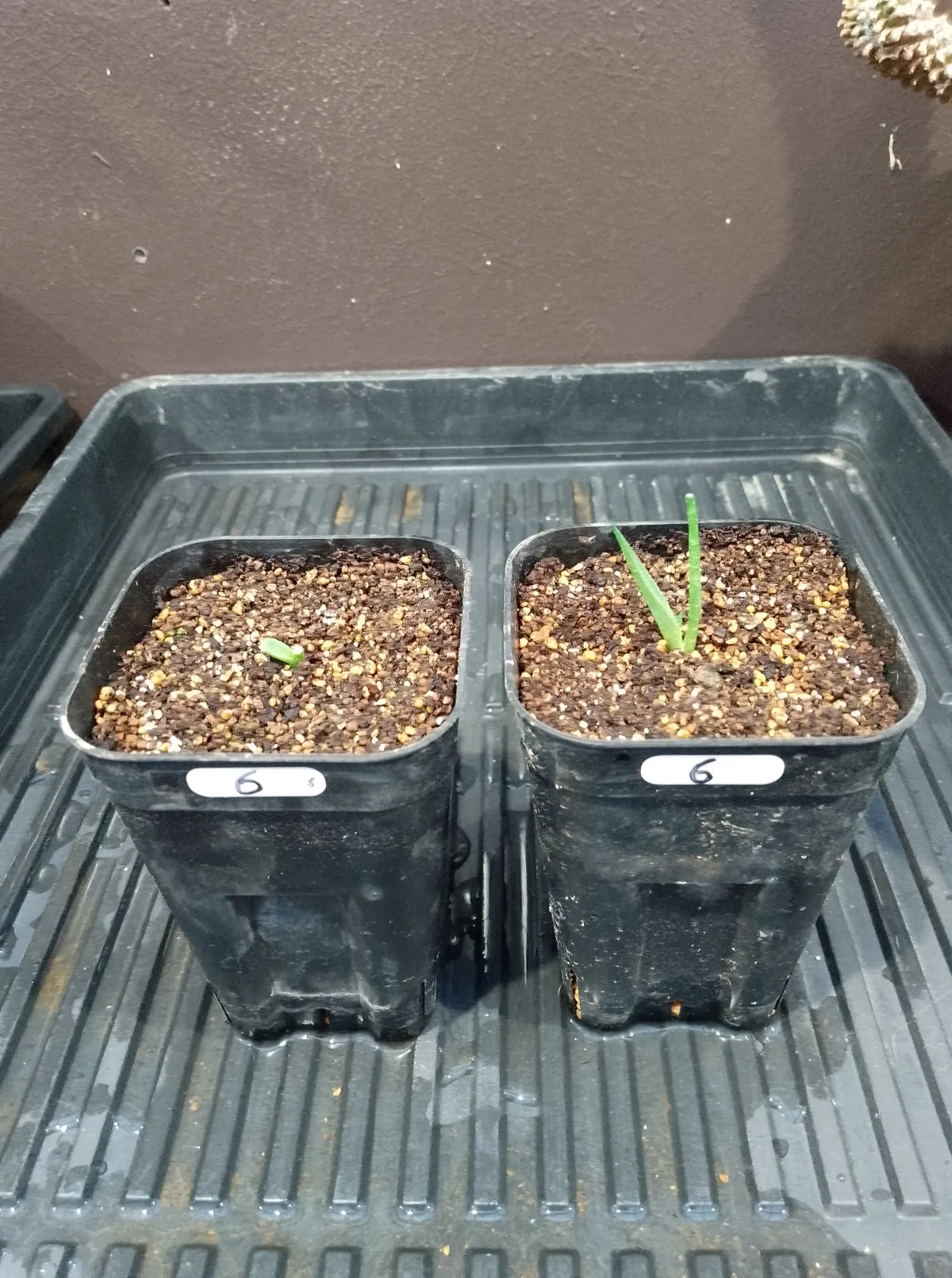 Agave chrysantha x parryi (アガベ クリサンサ x パリー)