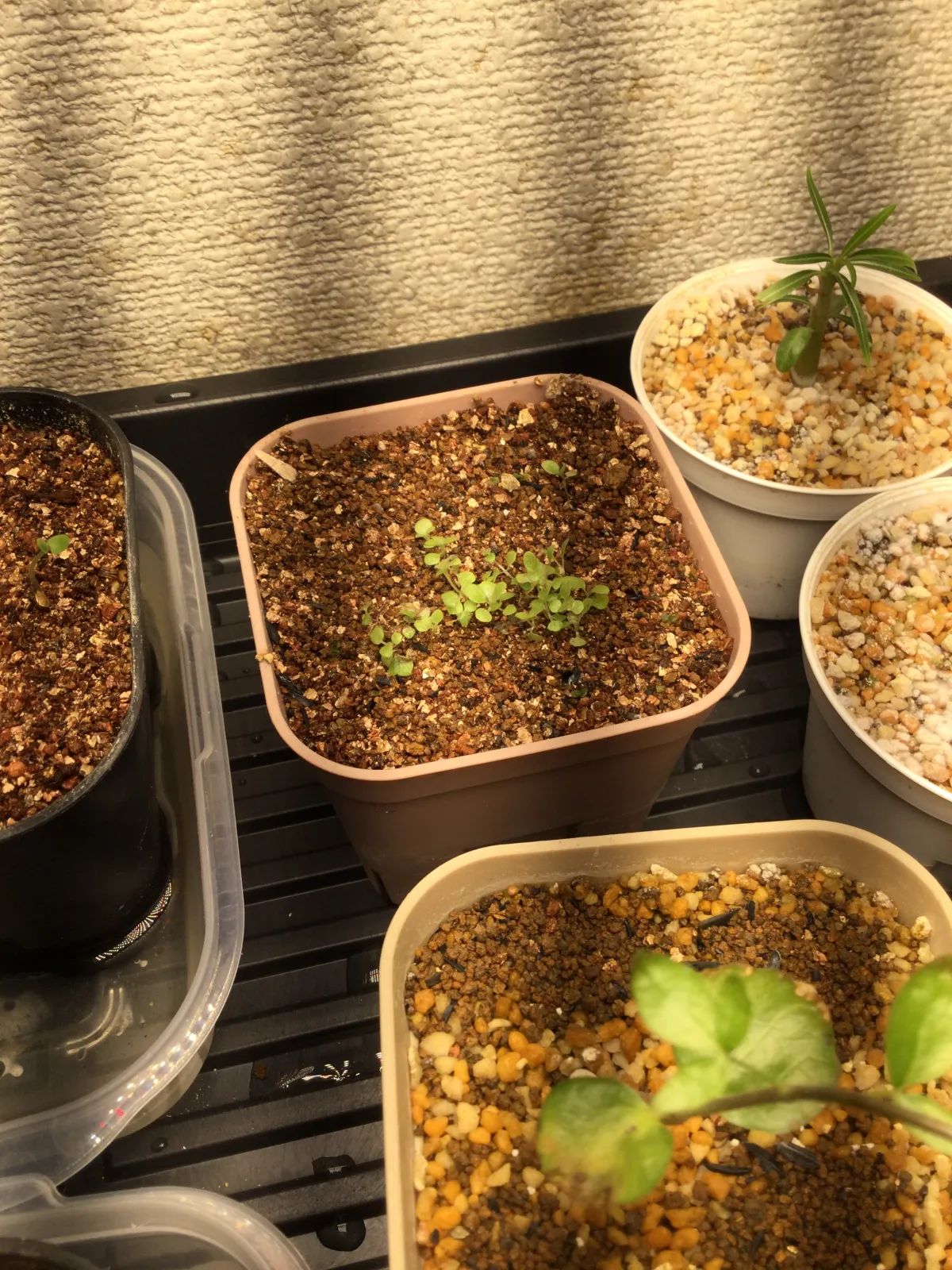 Sinningia leucotricha (シンニンギア レウコトリカ 断崖の女王)