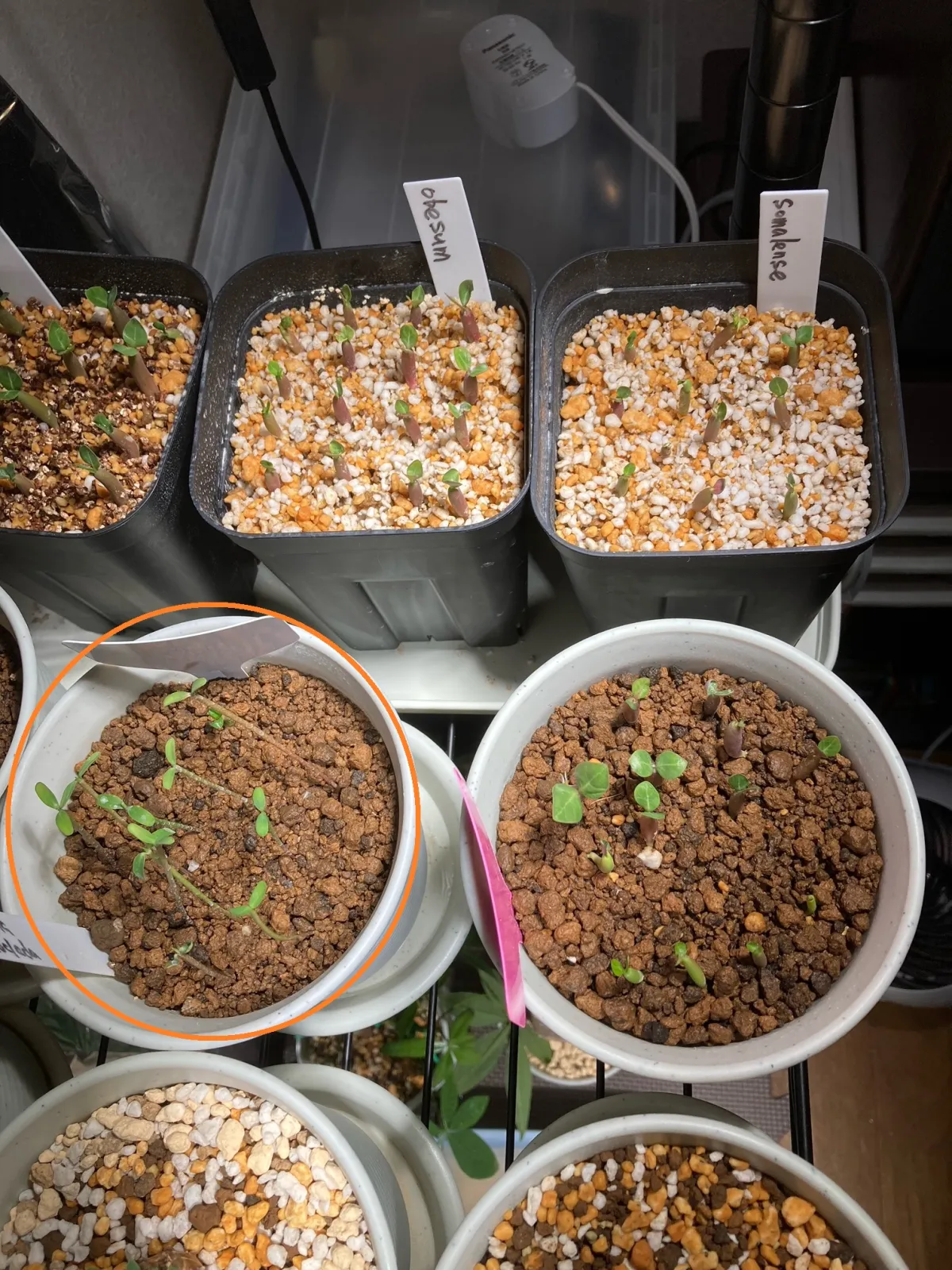 Euphorbia stenoclada subsp. stenoclada (ユーフォルビア ステノクラーダ)