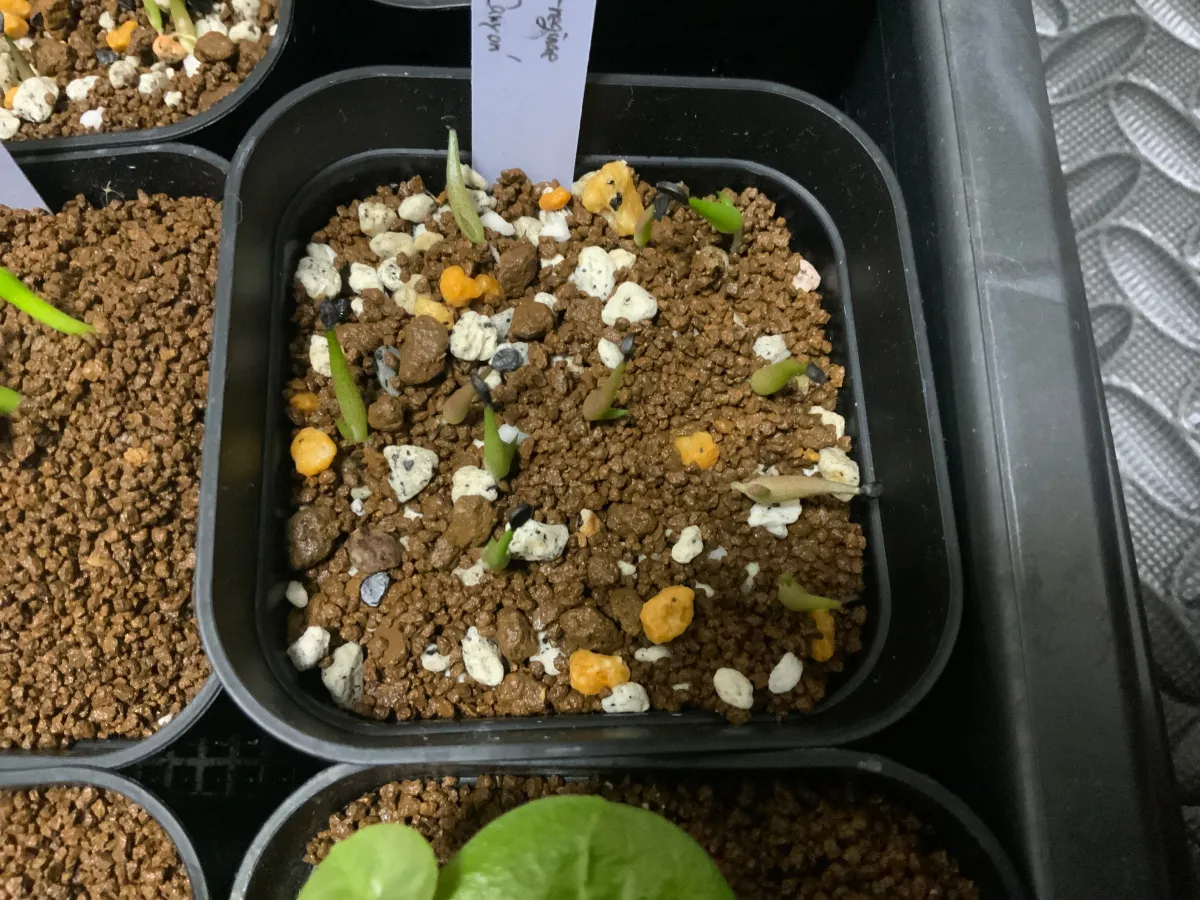 Agave victoriae-reginae 'Huasteca Canyon' (アガベ フアステカキャニオン)