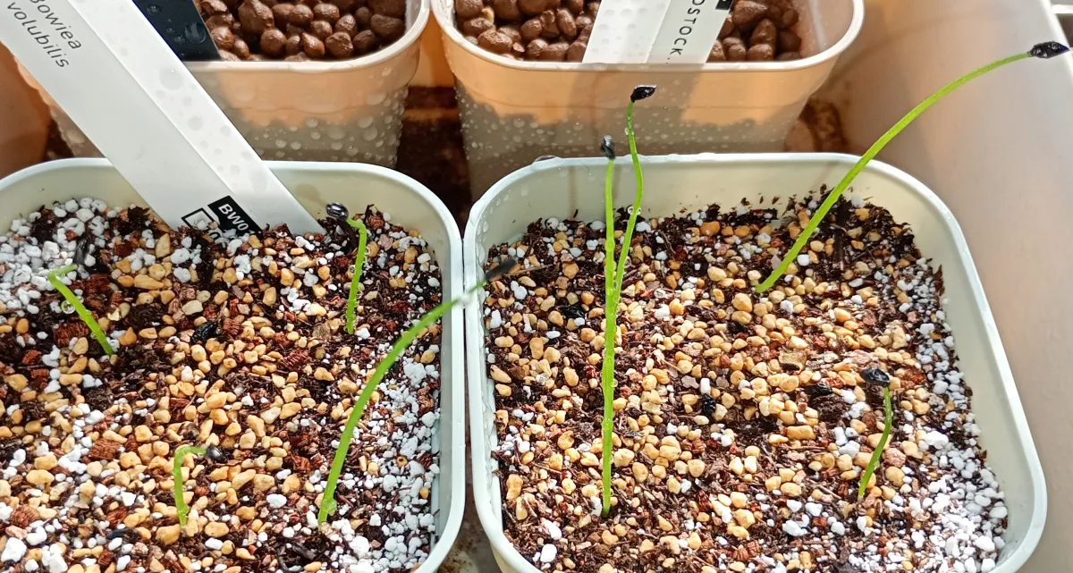 Bowiea volubilis (ボウィエア ボルビリス 蒼角殿)