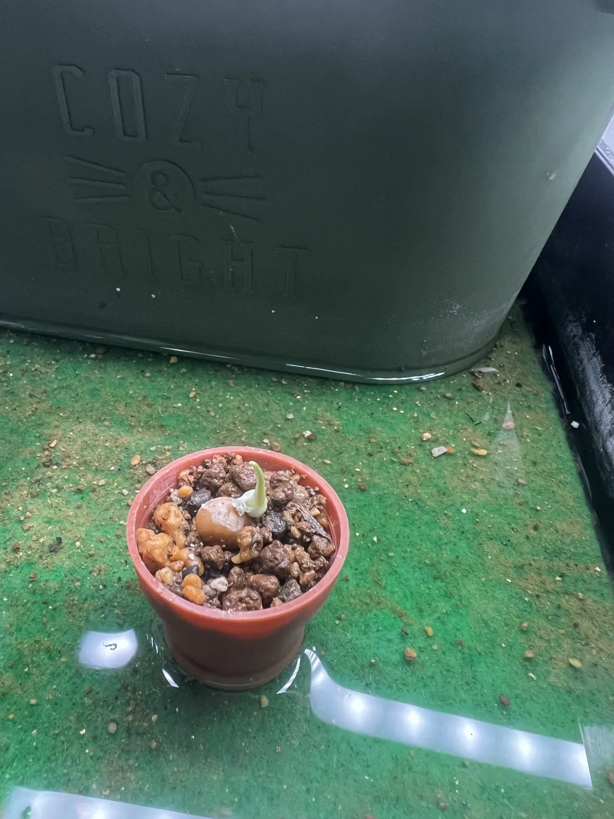 Dracaena draco subsp. draco (ドラセナ ドラコ)