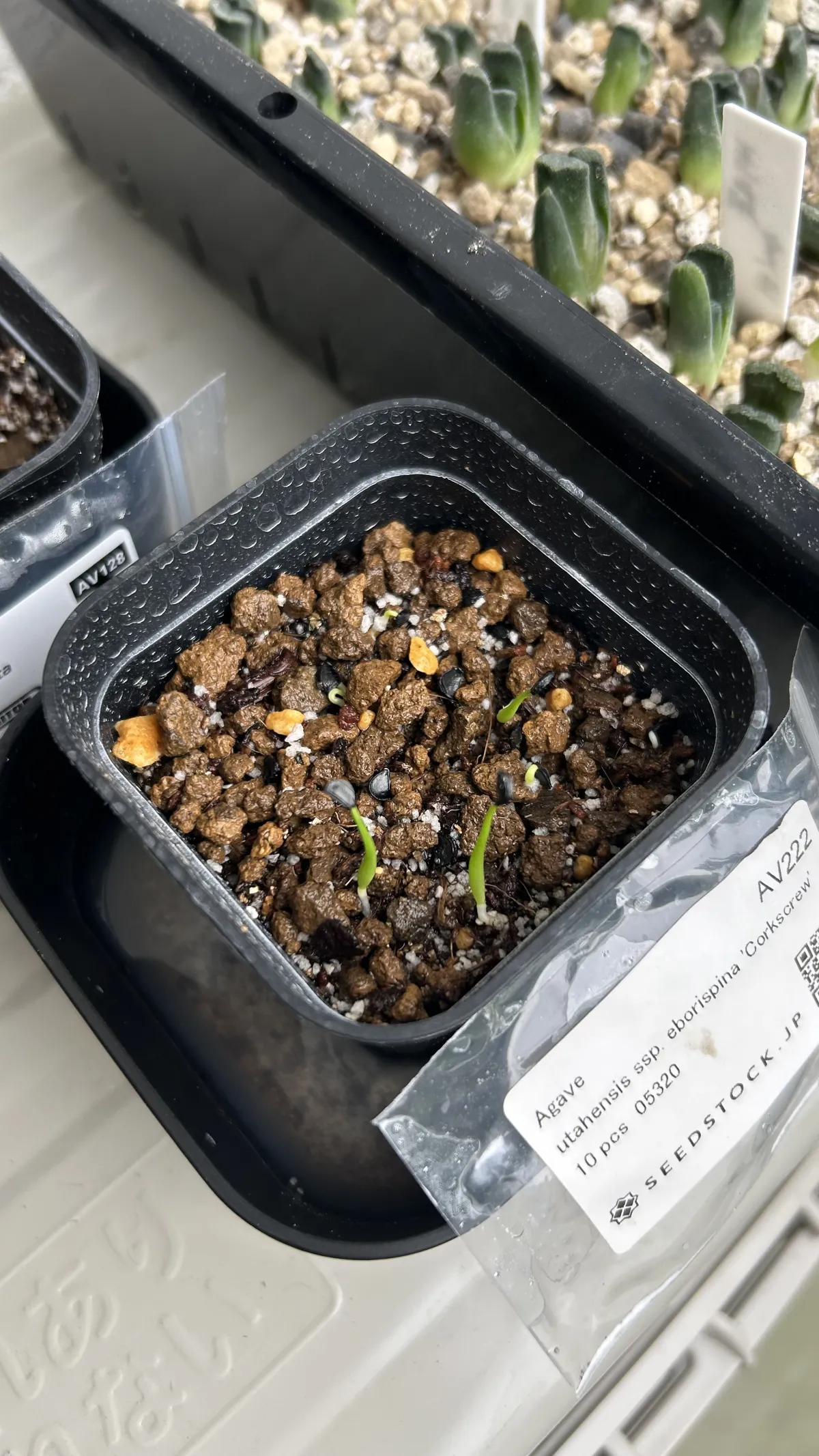 Agave utahensis var. eborispina 'Corkscrew' (アガベ ユタエンシスコークスクリュー)