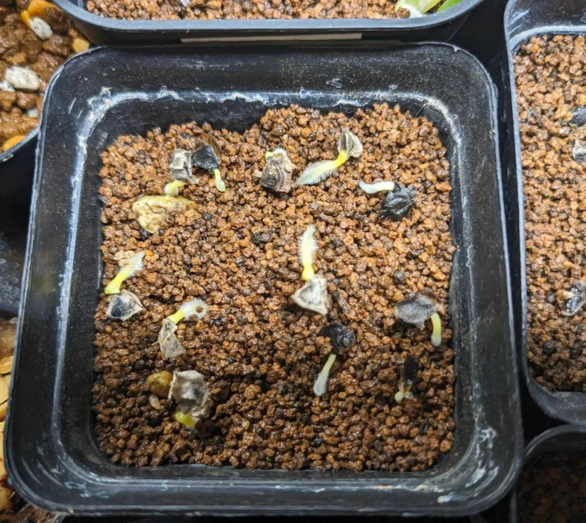 Aloe dichotoma (アロエ ディコトマ)