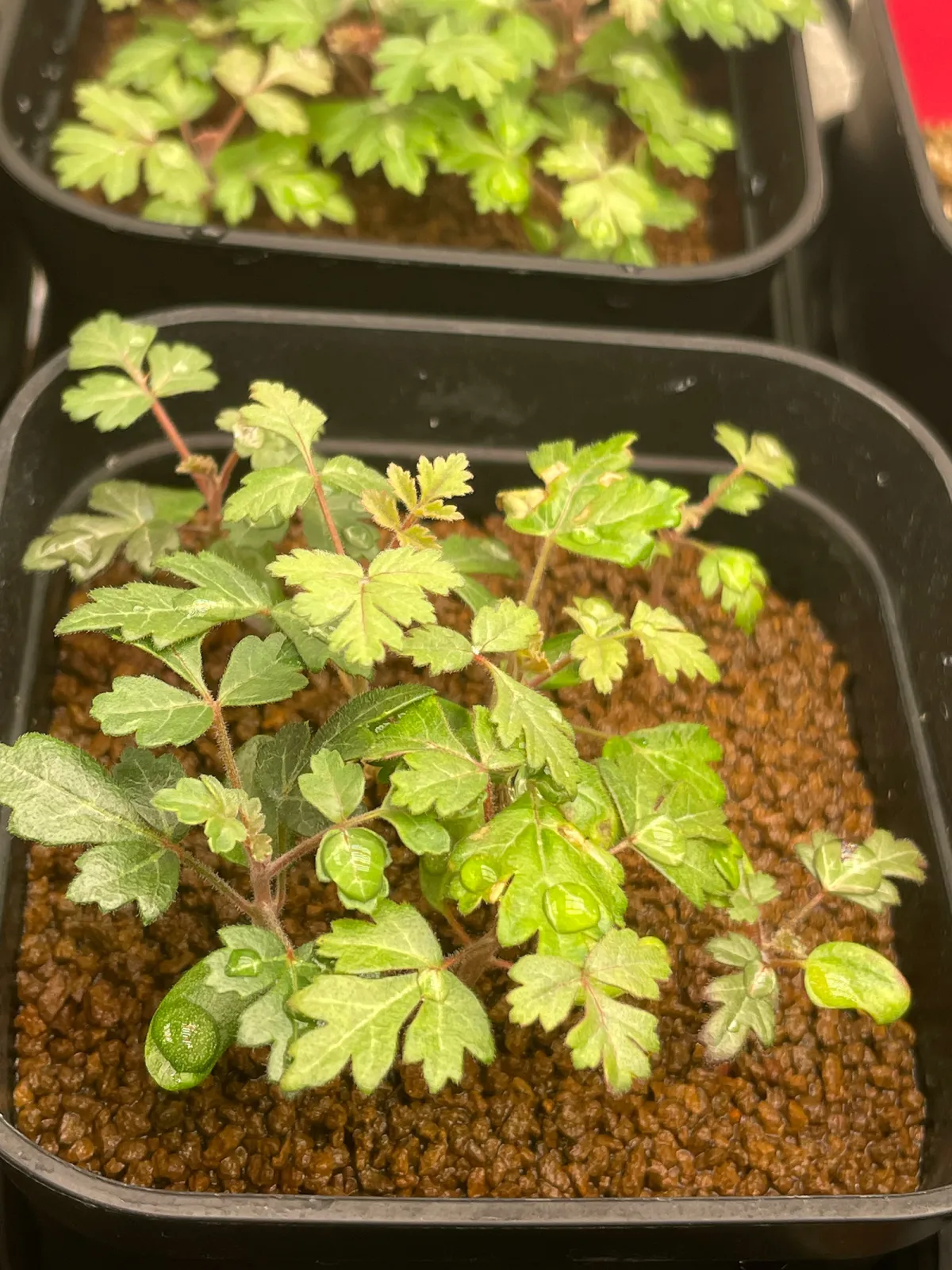 Pachycormus discolor (パキコルムス ディスカラー)