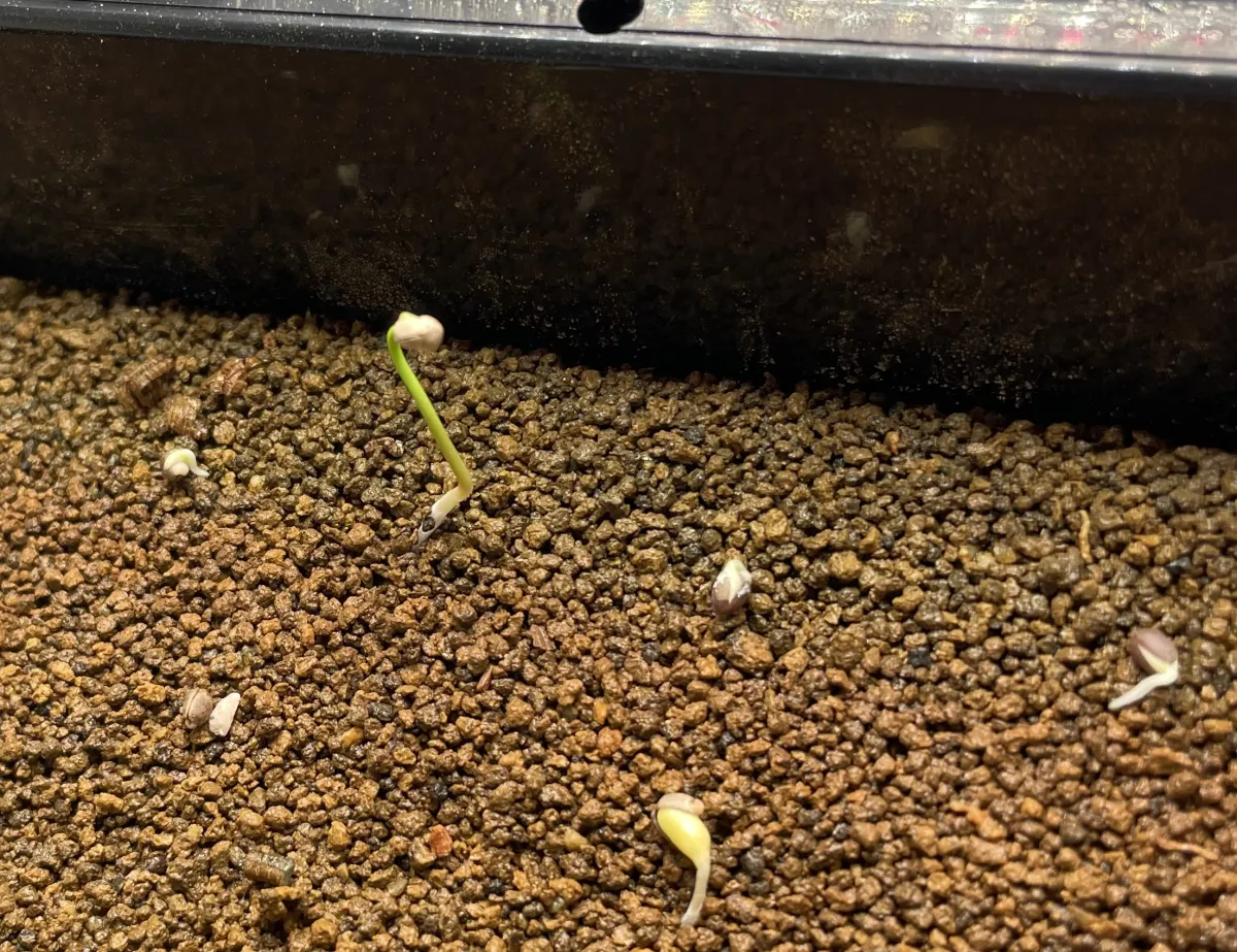 Euphorbia stenoclada subsp. stenoclada (ユーフォルビア ステノクラーダ)