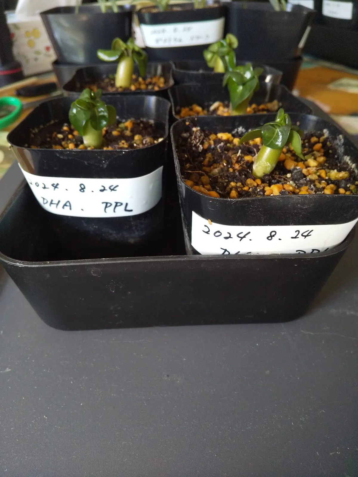 Adenium DHA PPL (アデニウム DHA PPL)