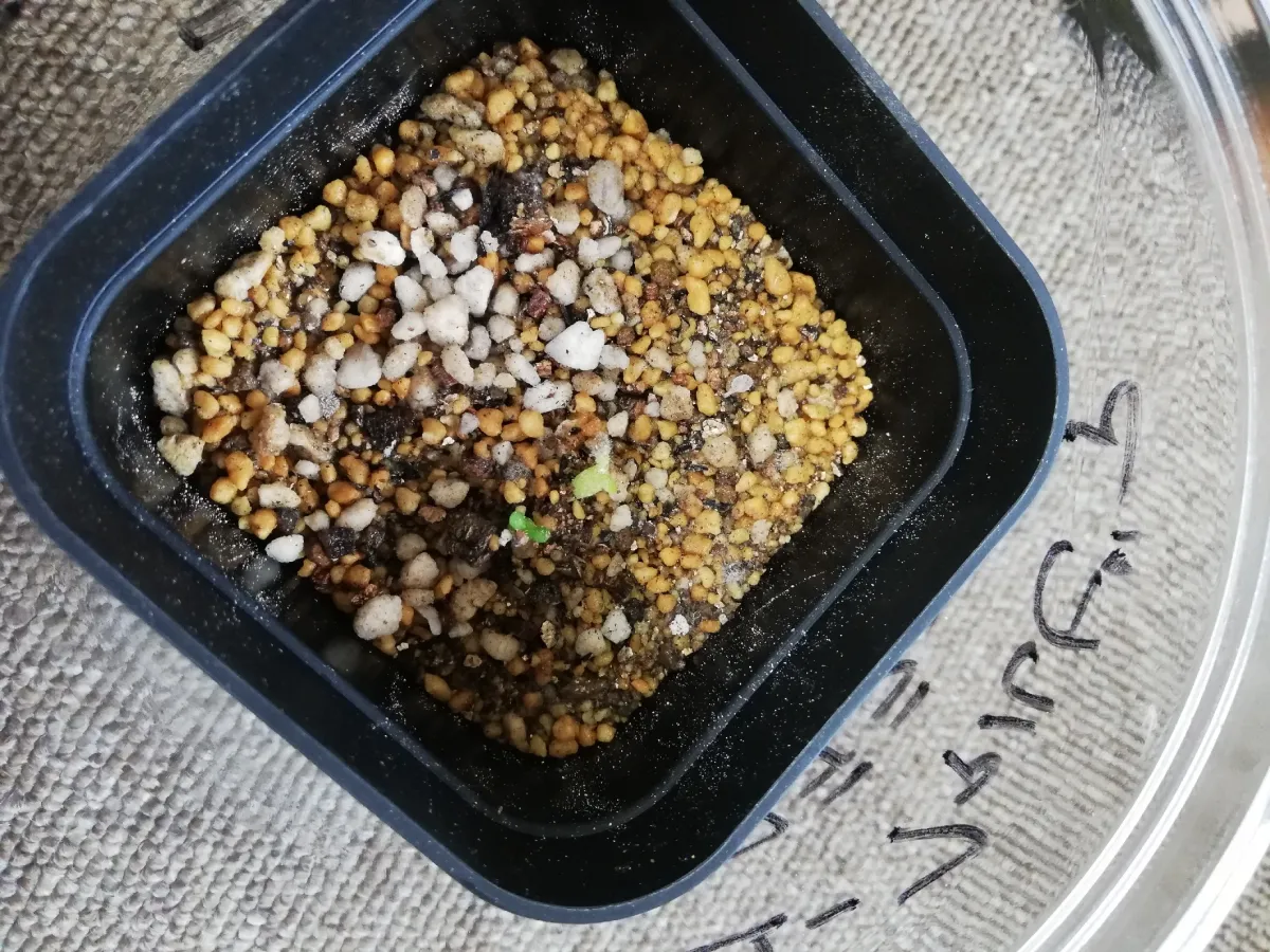 Euphorbia stellata (ユーフォルビア ステラータ 飛竜)