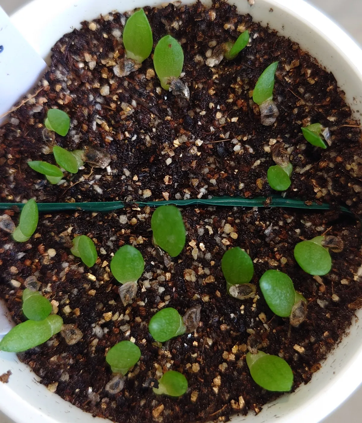 Aloe verdoorniae (アロエ ベルドーニアエ 星霞)