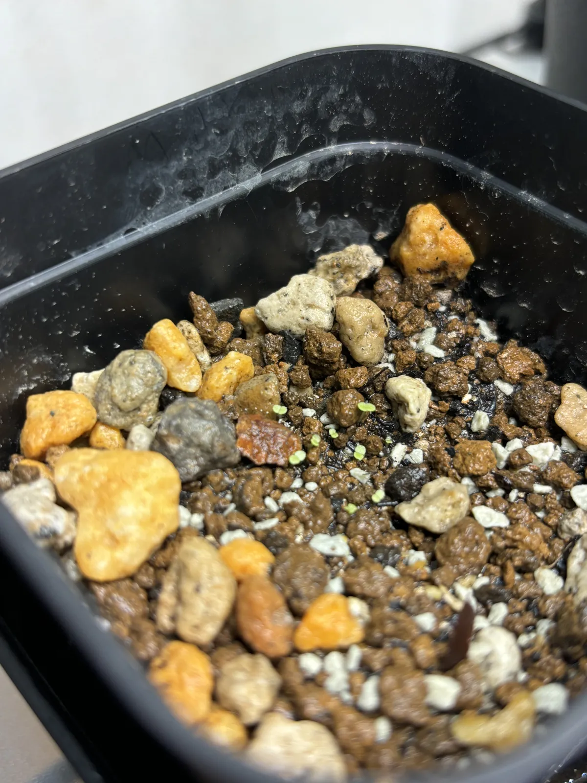 Cotyledon velutina (コチレドン ベルティナ)