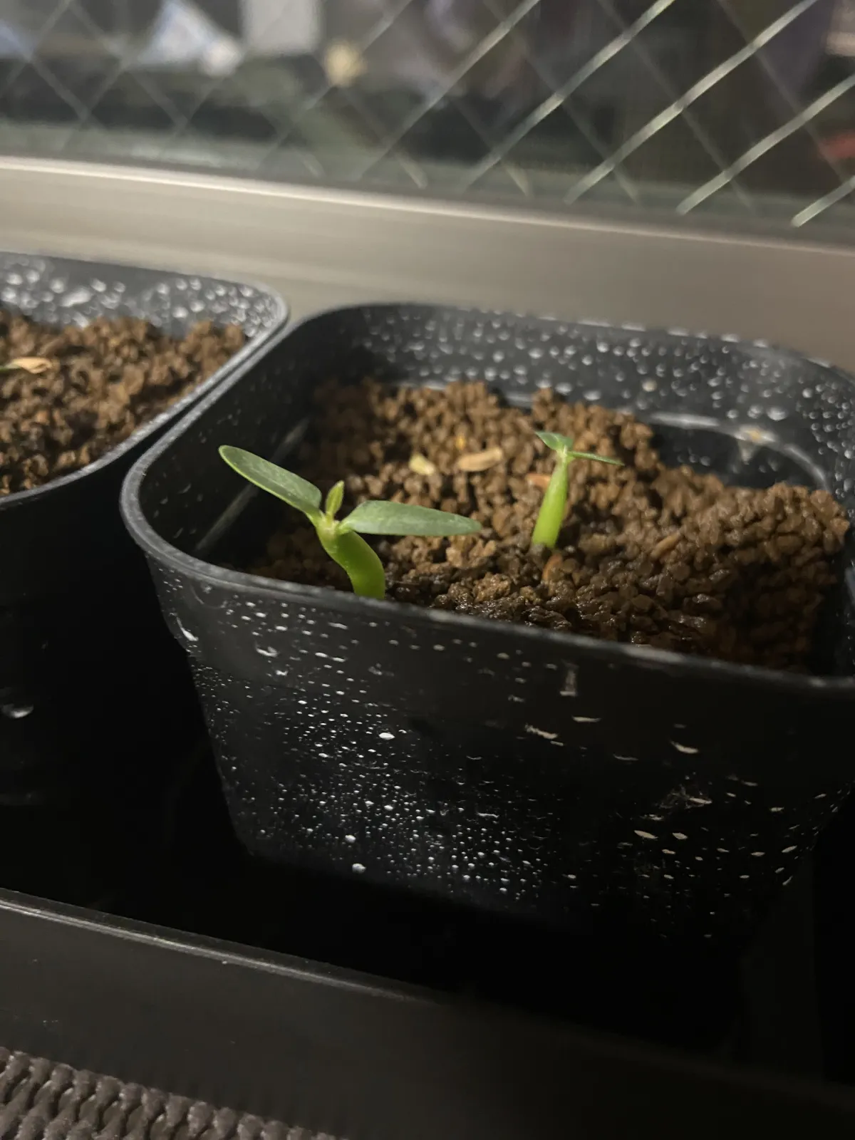 Pachypodium rosulatum subsp. makayense (パキポディウム マカイエンセ)