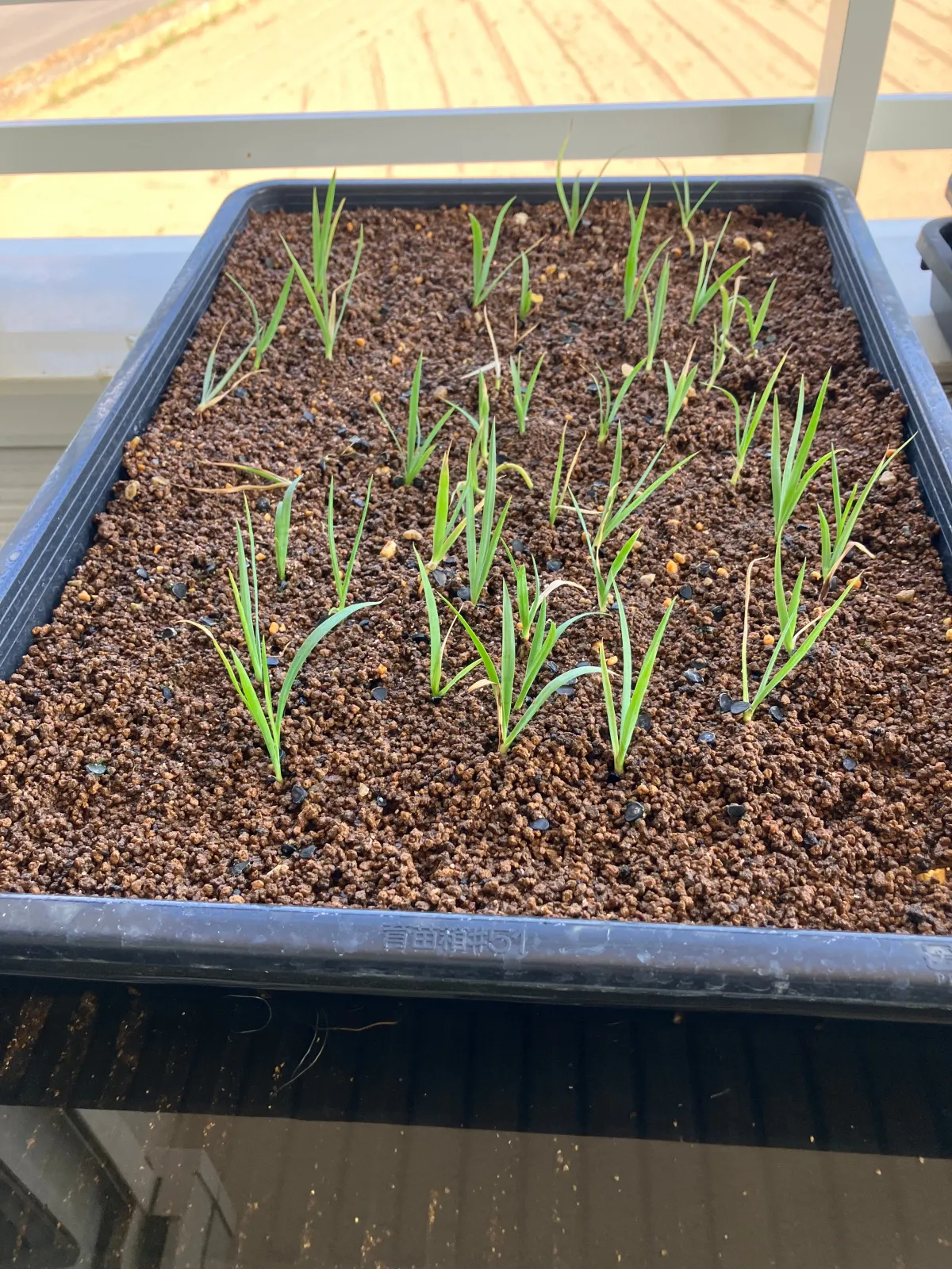 Yucca rostrata (ユッカ ロストラータ)