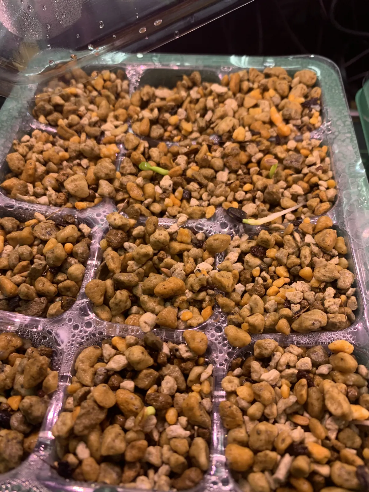 Pachypodium rosulatum subsp. makayense (パキポディウム マカイエンセ)