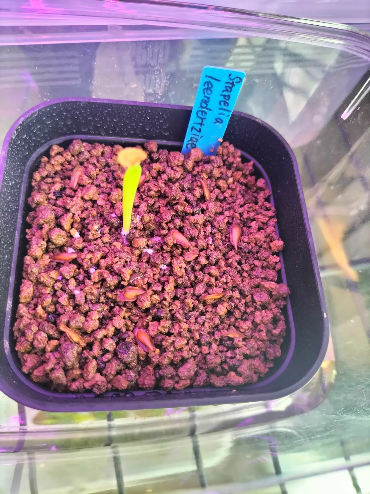 Stapelia leendertziae (スタペリア リーンデルジアエ)