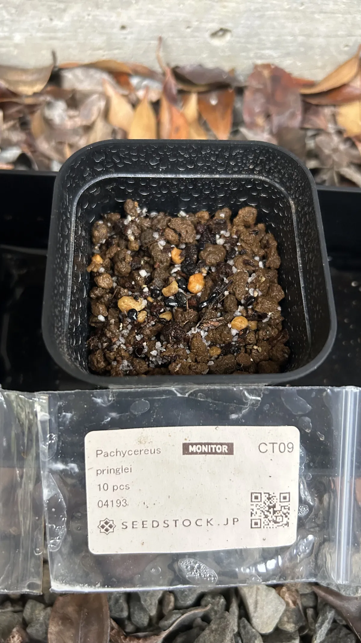 Pachycereus pringlei (パキセレウス プリングレイ)