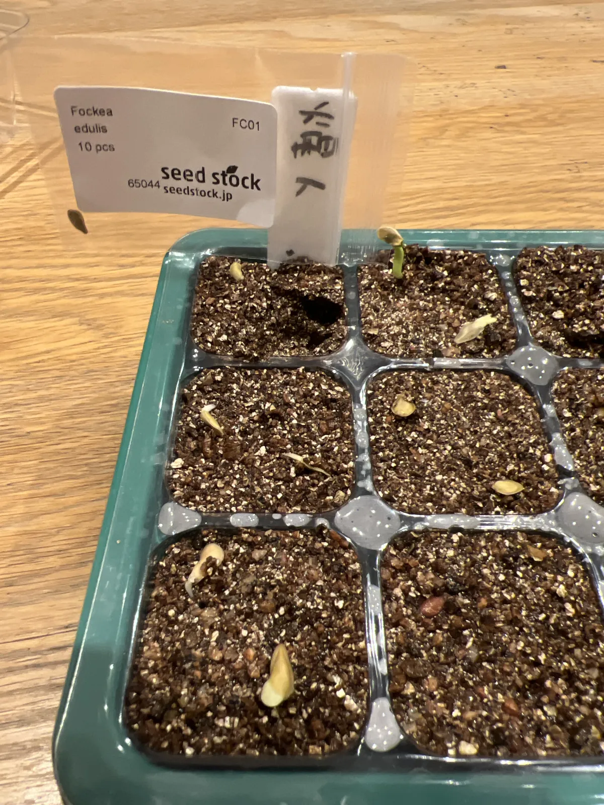 Fockea edulis (フォッケア 火星人)