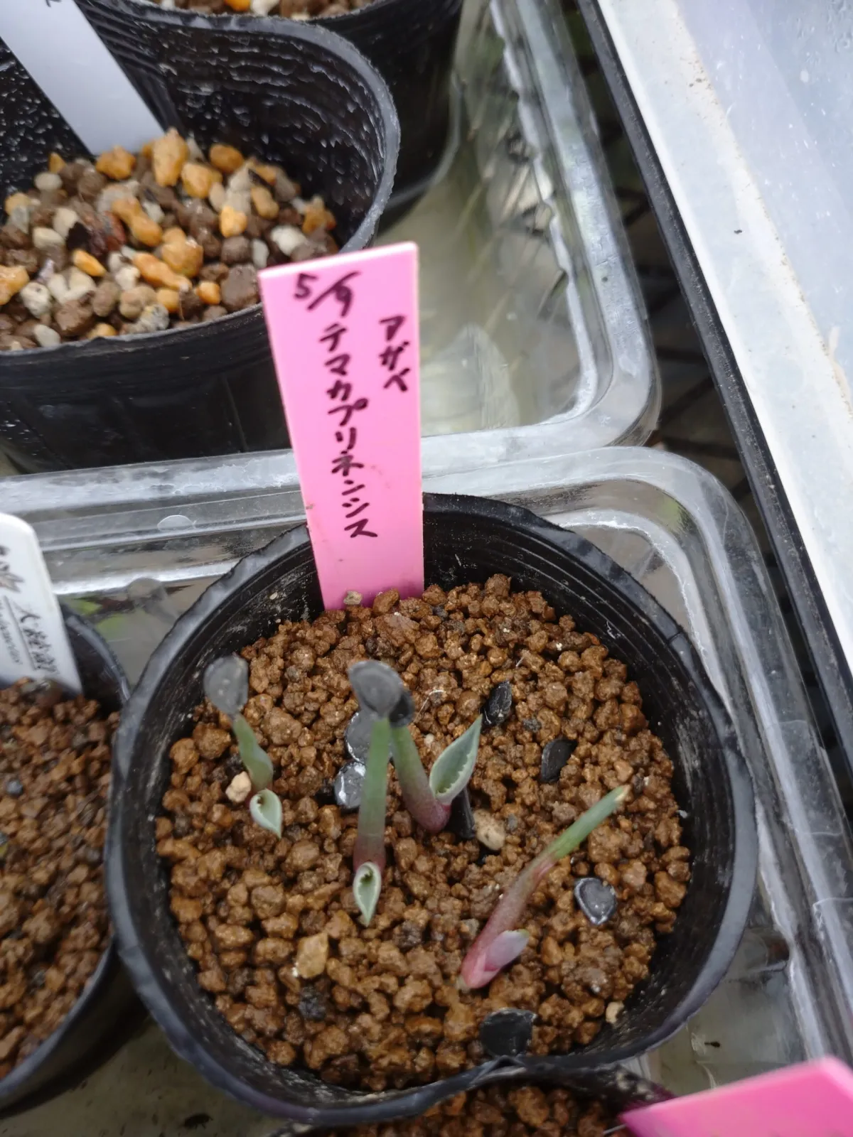 Agave temacapulinensis (アガベ テマカプリネンシス)