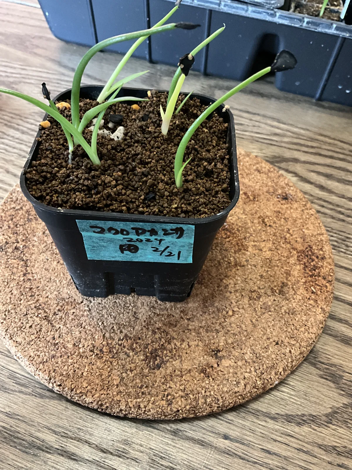 Agave macroacantha (アガベ マクロアカンサ 八荒殿)