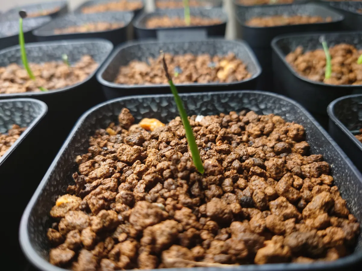 Agave chiapensis (アガベ チアペンシス)