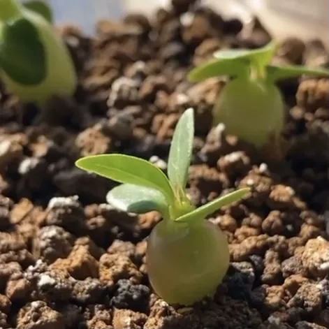 Pachypodium succulentum (パキポディウム サキュレンタム)