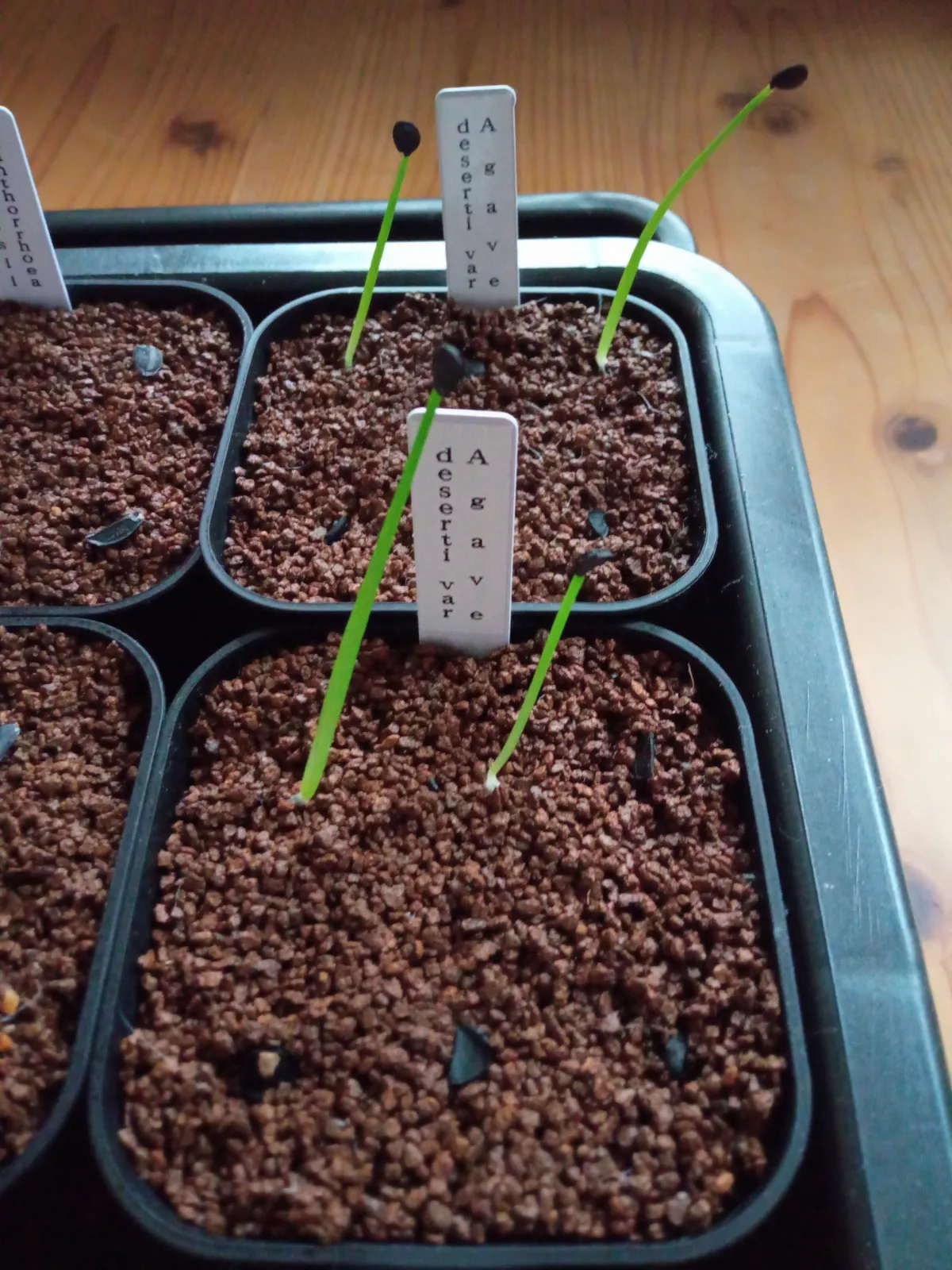 Agave deserti var. deserti (アガベ デザーティ)