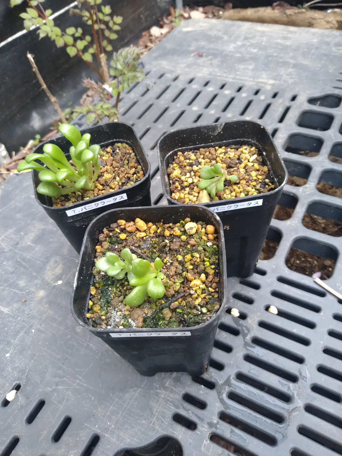 Tylecodon paniculatus (ティレコドン パニクラタス)