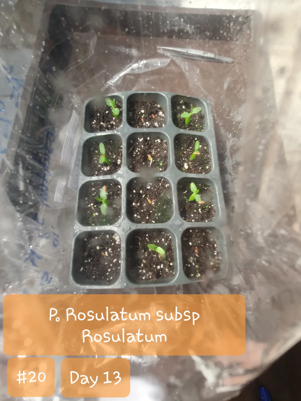 Pachypodium rosulatum ssp. rosulatum (パキポディウム ロスラーツム)