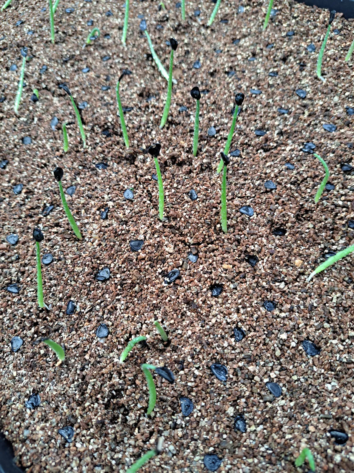 Agave parryi var. truncata (アガベ パリー トランカータ)