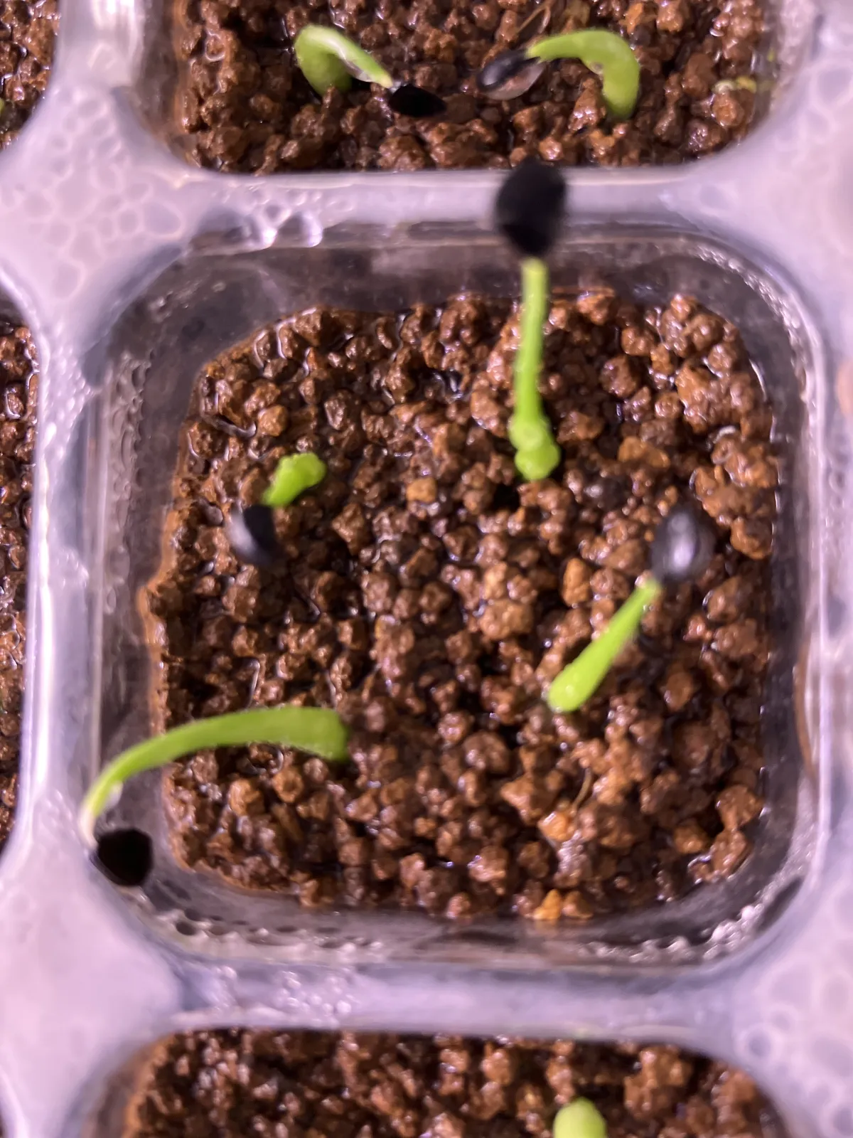 Agave utahensis var. eborispina 'Vegas' (アガベ エボリスピナ ヴェガス)