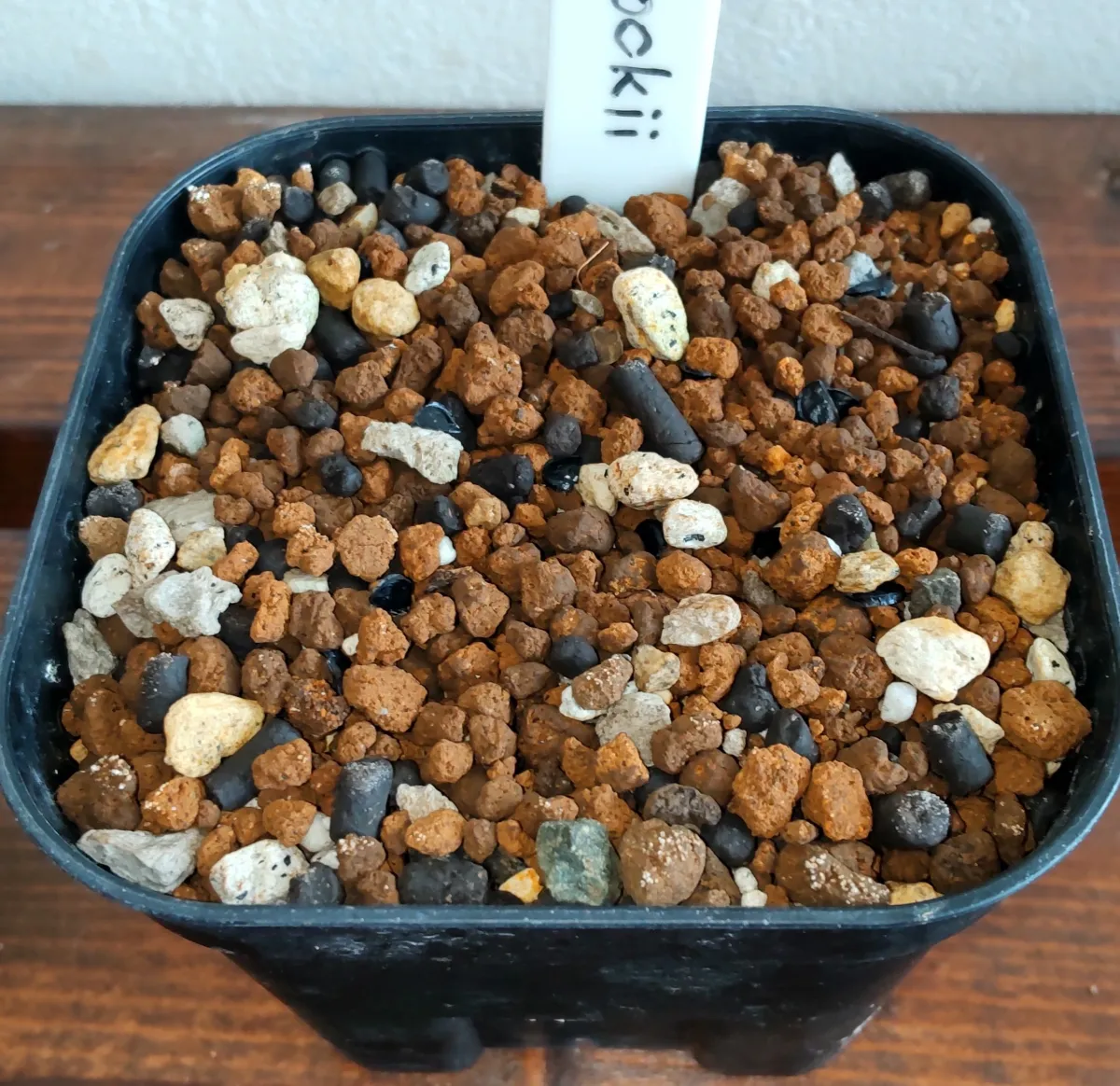 Agave peacockii (アガベ ピーコッキー)