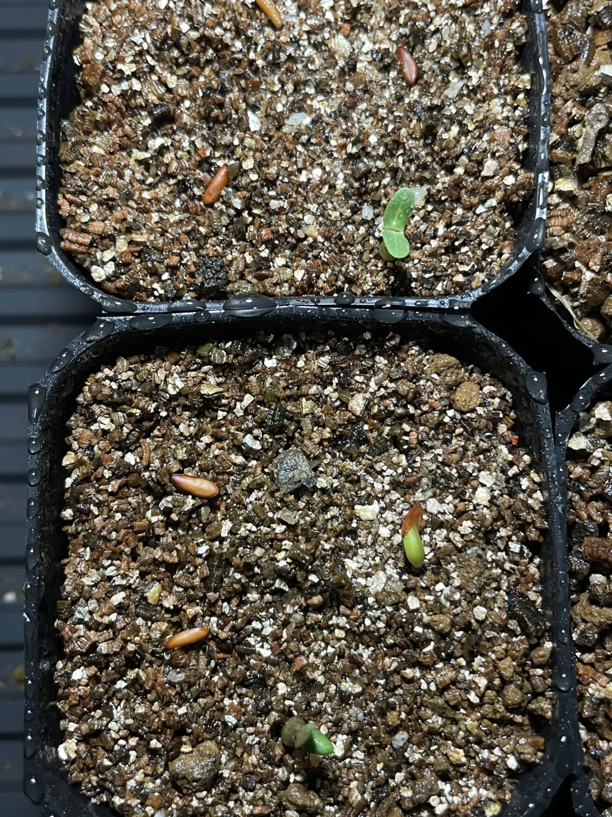 Pachypodium rosulatum var. gracilius (パキポディウム グラキリス)