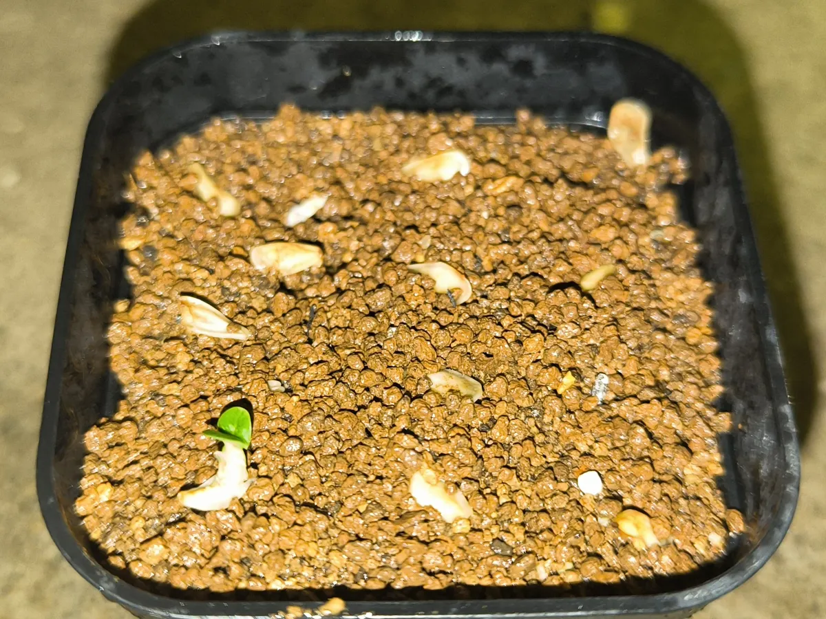 Fockea edulis (フォッケア 火星人)