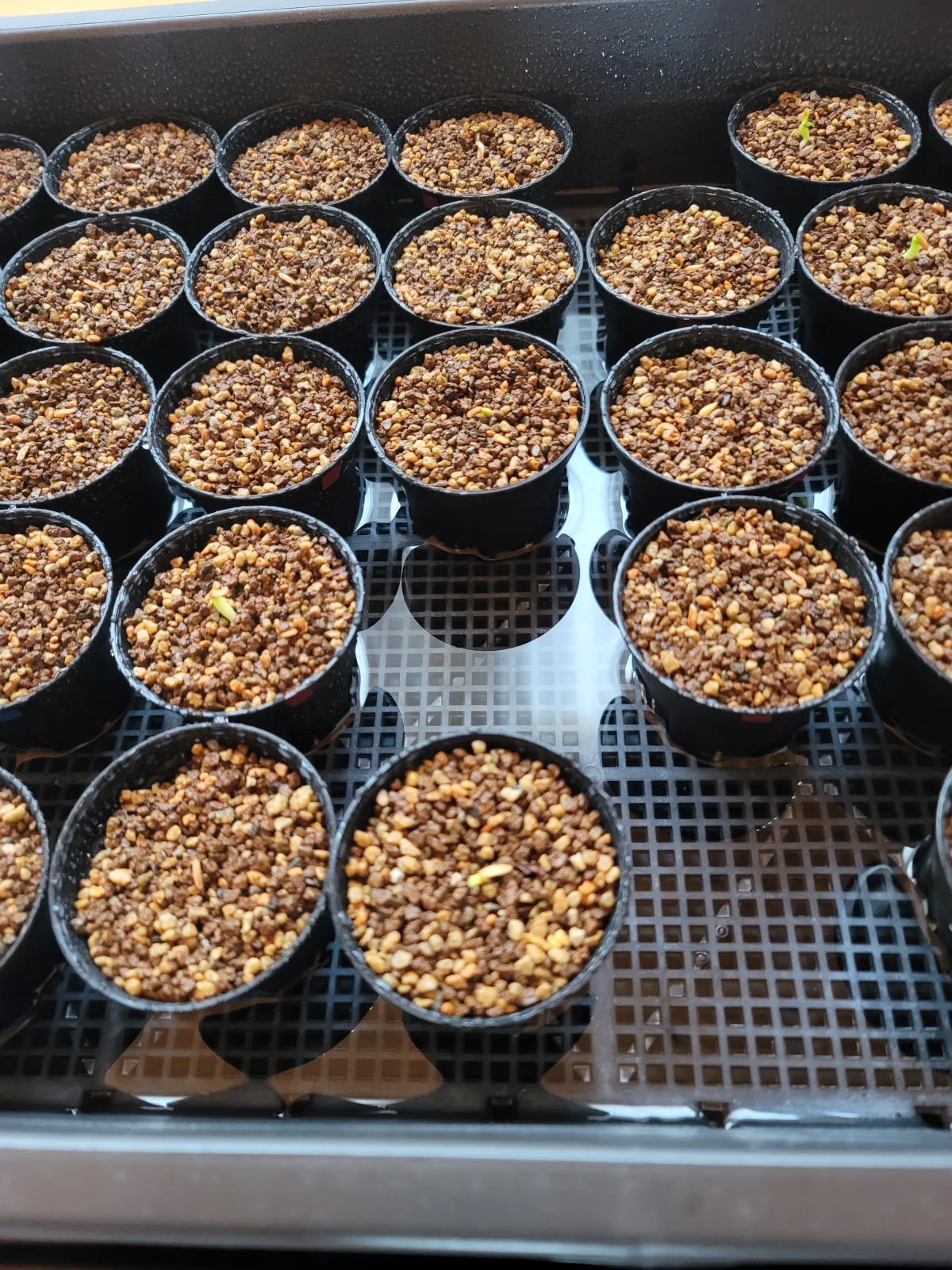 Pachypodium rosulatum ssp. rosulatum (パキポディウム ロスラーツム)