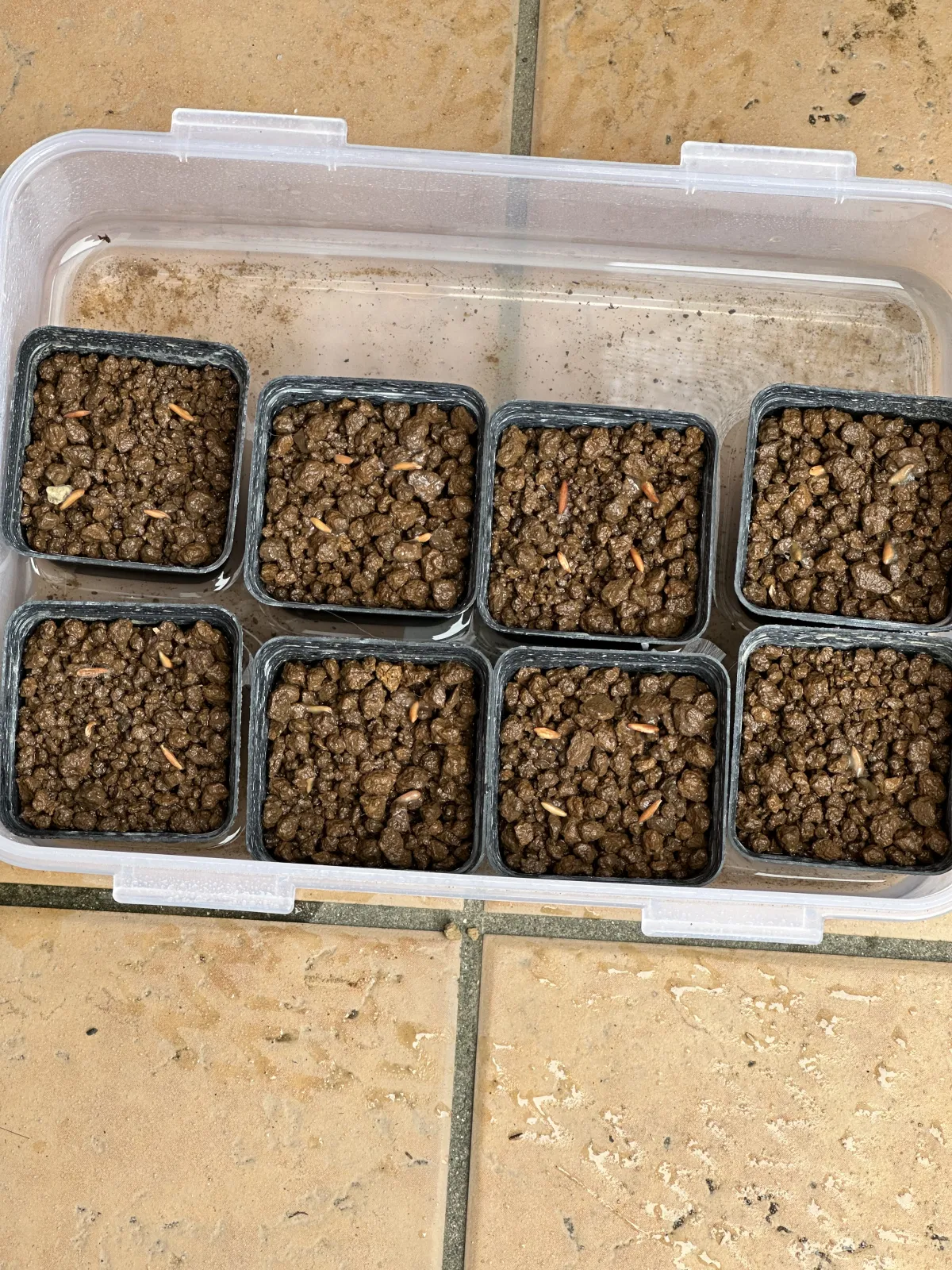 [無料種子] 発芽難 パキポディウム グラキリス　 Pachypodium rosulatum var. gracilius