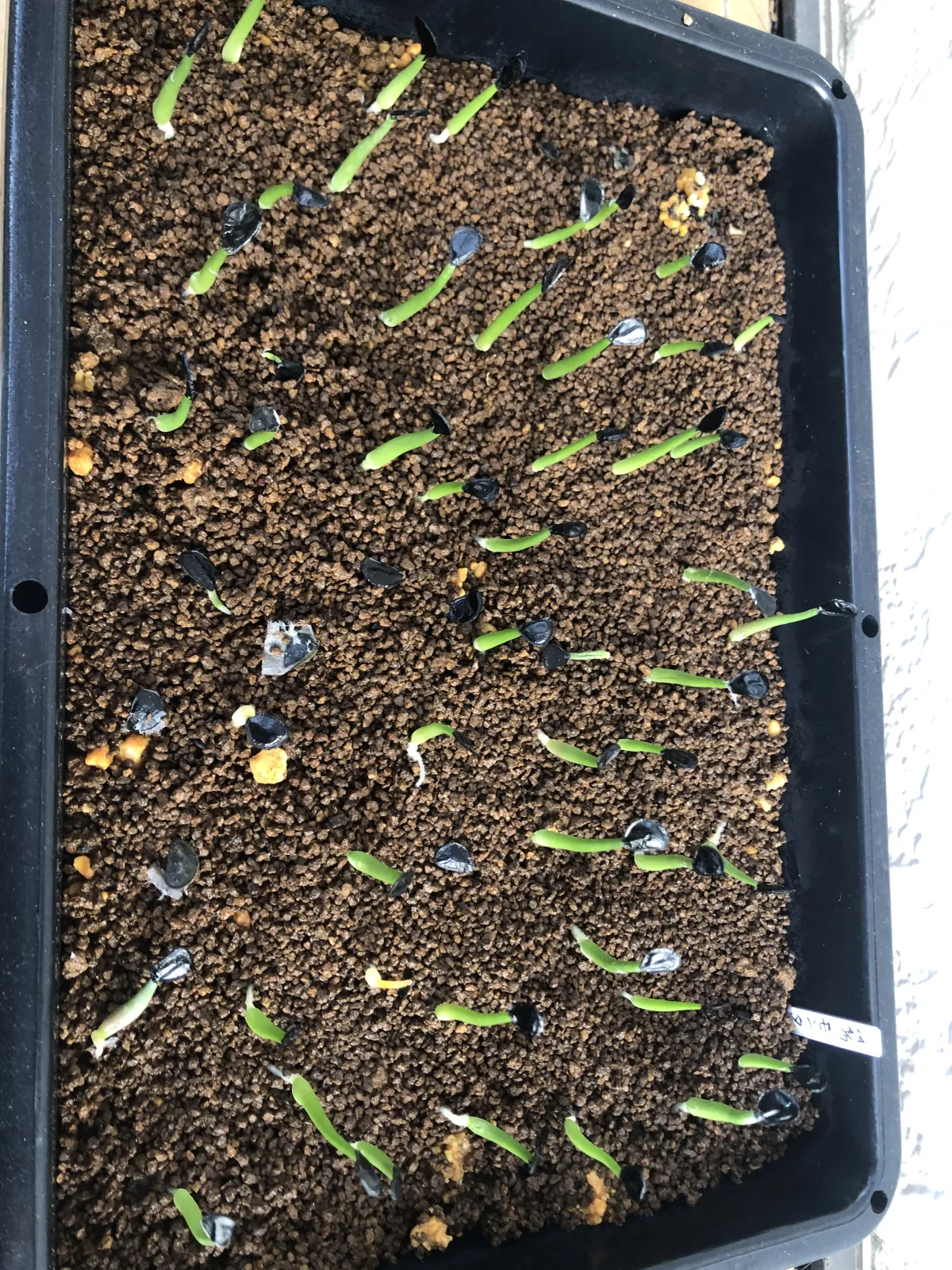 Agave montana (アガベ モンタナ)