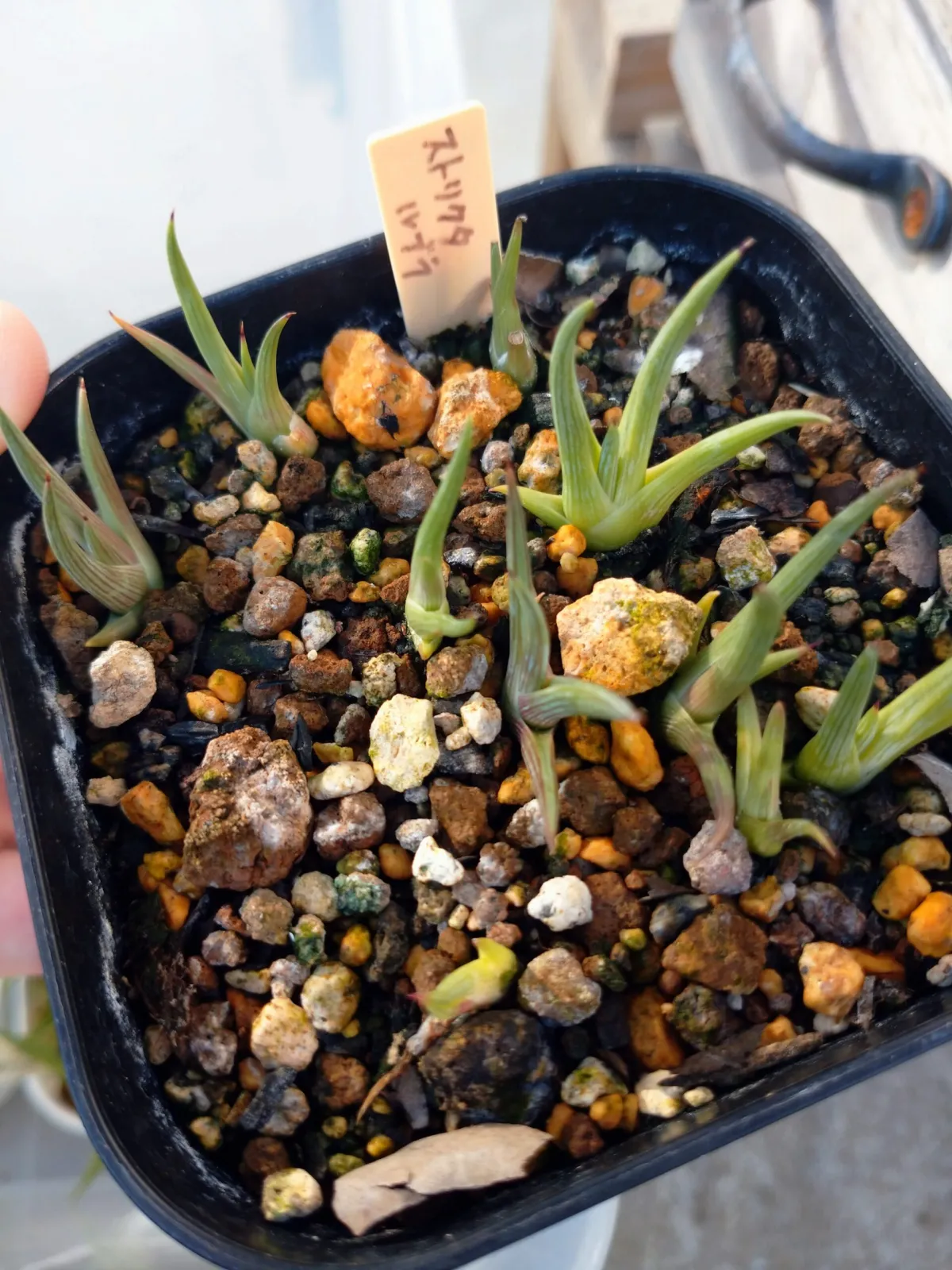 Agave stricta rubra (アガベ ストリクタ ルブラ)