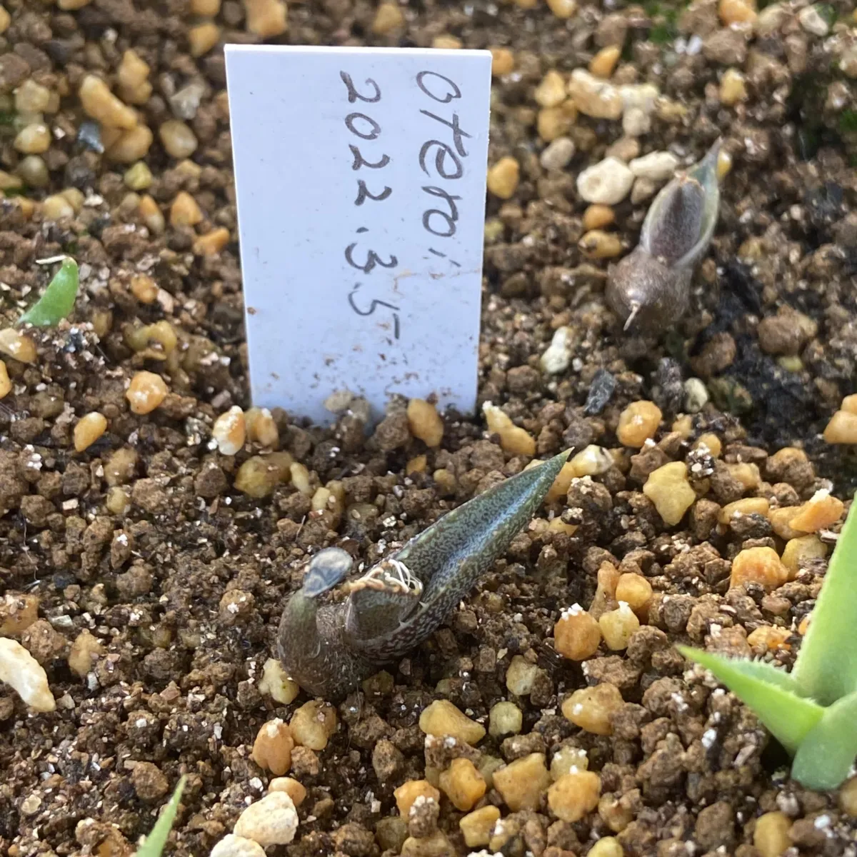 Agave oteroi (アガベ オテロイ)