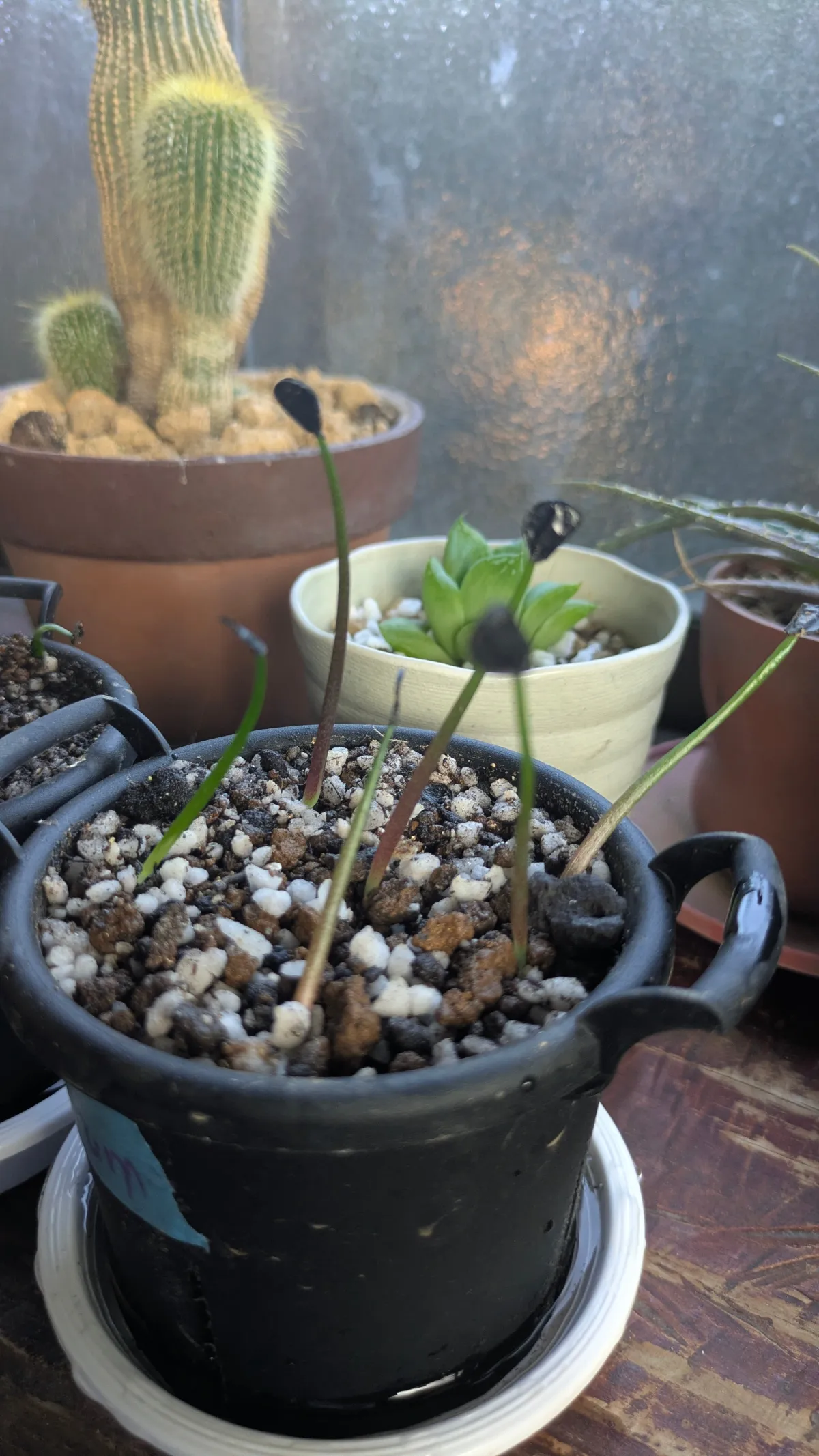 Agave potatorum (アガベ ポタトラム (Tobalá))