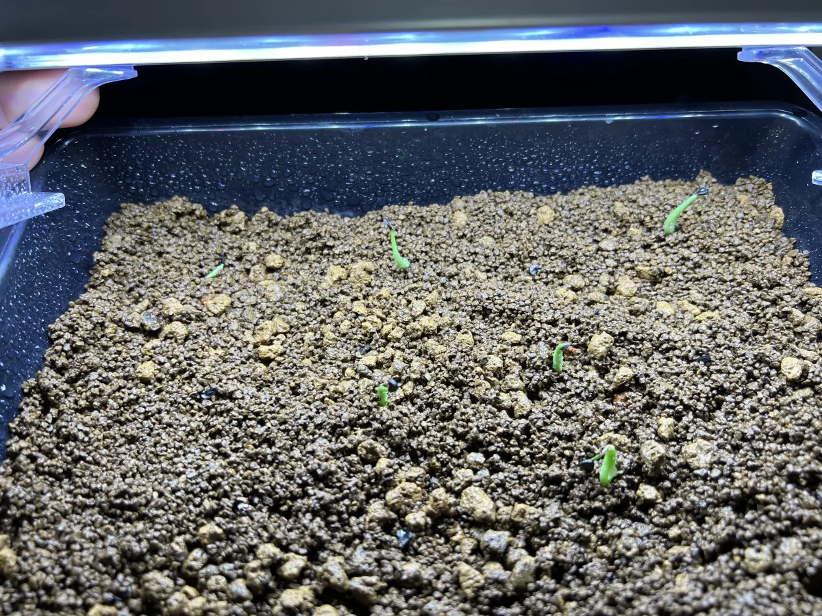 Agave striata subsp. striata Blue Dwarf (アガベ ストリアータ ブルードワーフ)