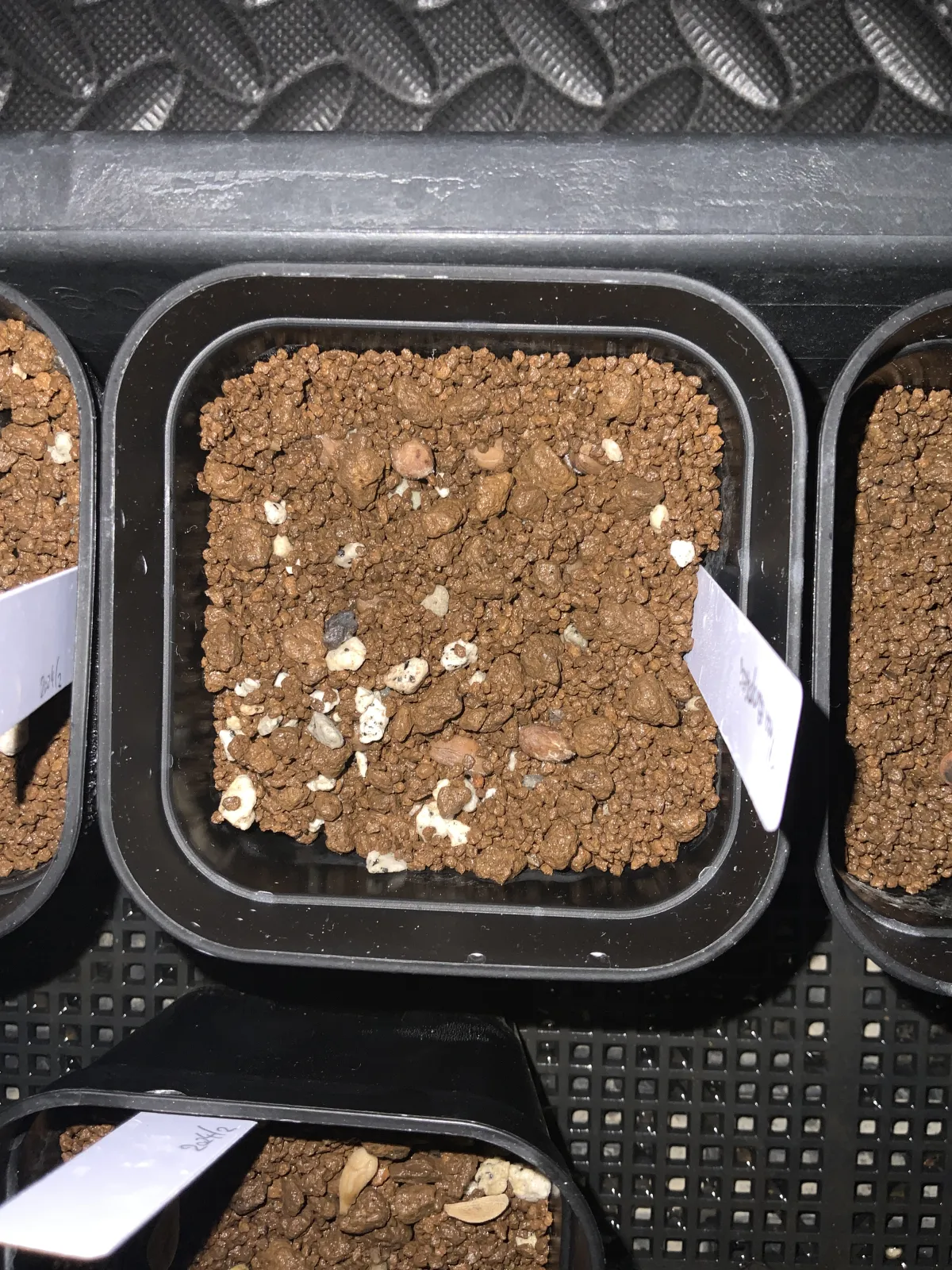 Olea europaea (オリーブ ユーロピア)