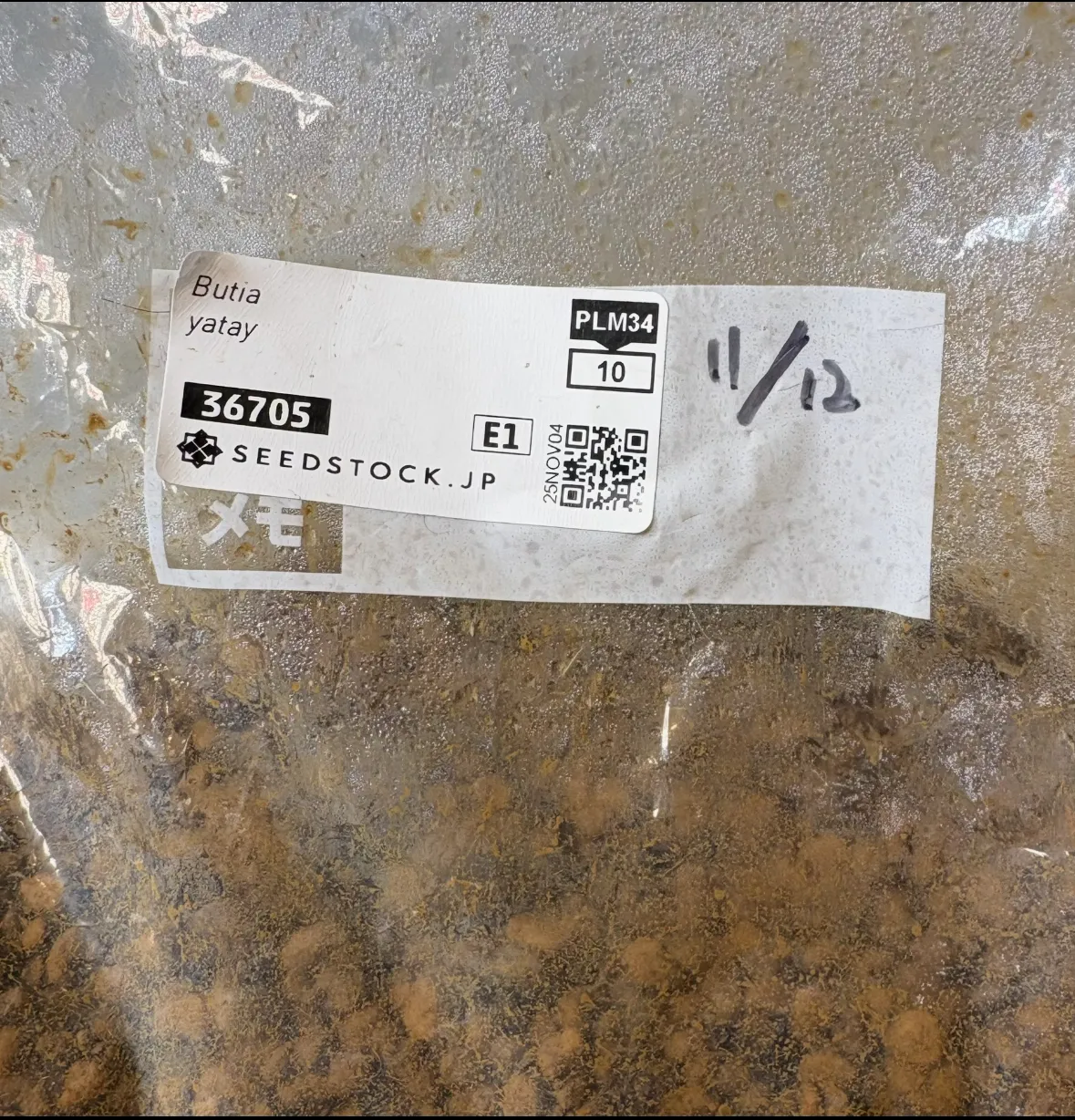 Butia yatay (ブティア ヤタイ)