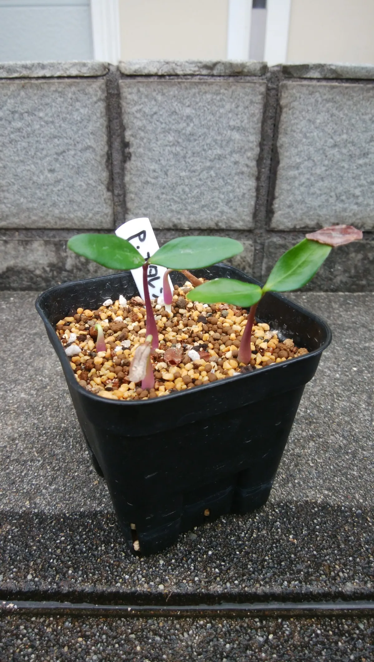 Petopentia natalensis (ペトペンチア ナタレンシス)