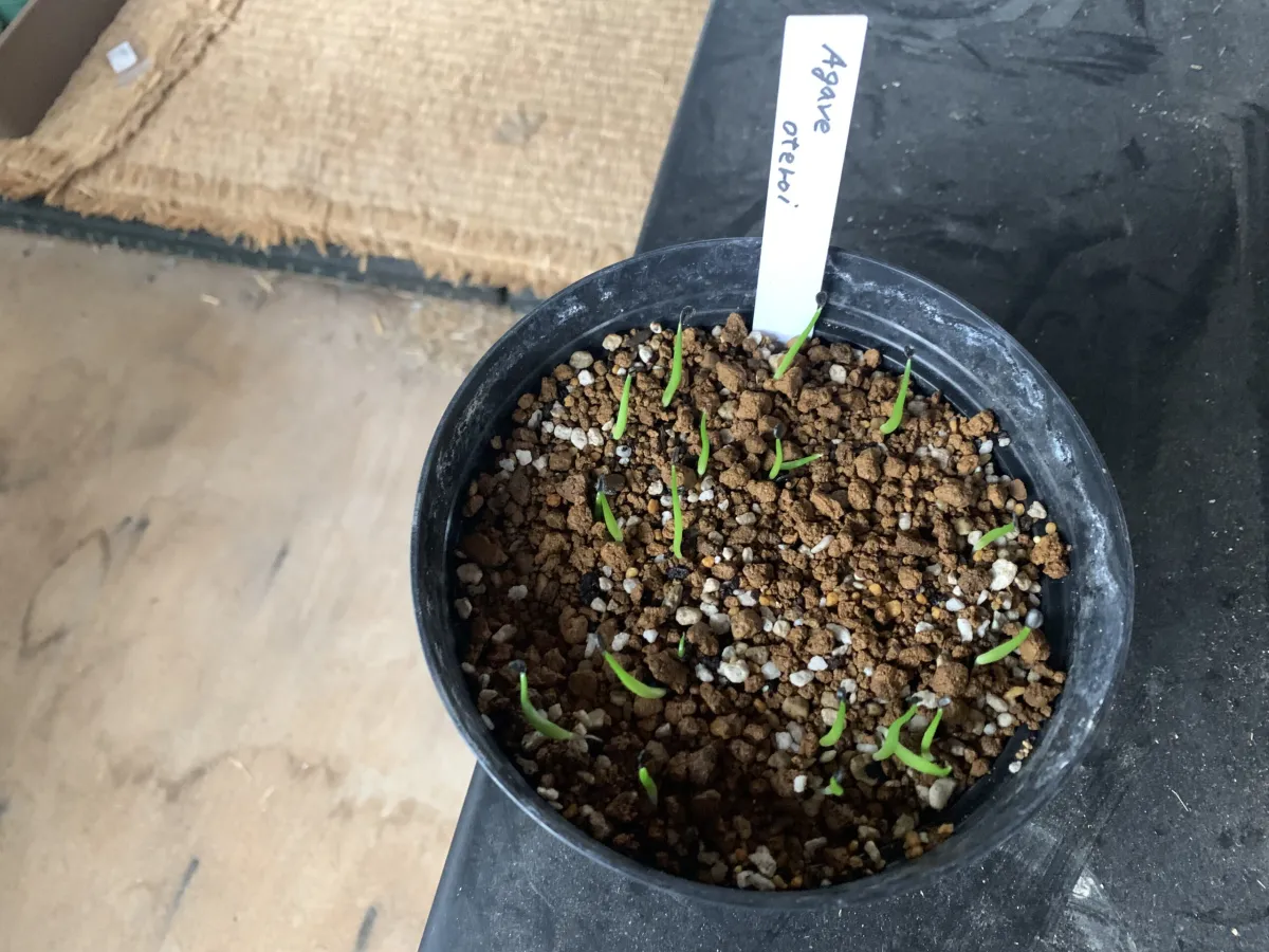 Agave oteroi (アガベ オテロイ)