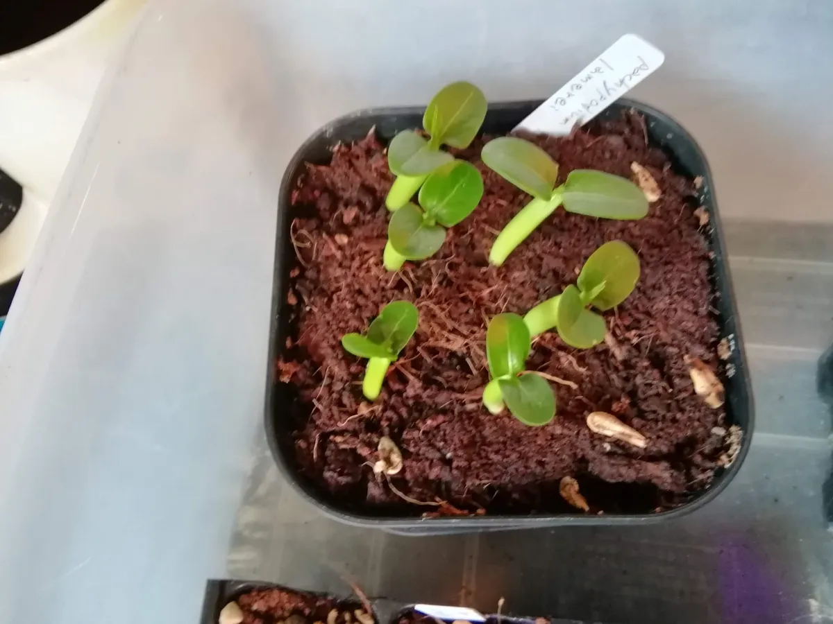 Pachypodium lamerei (パキポディウム ラメレイ 夢叶棒)