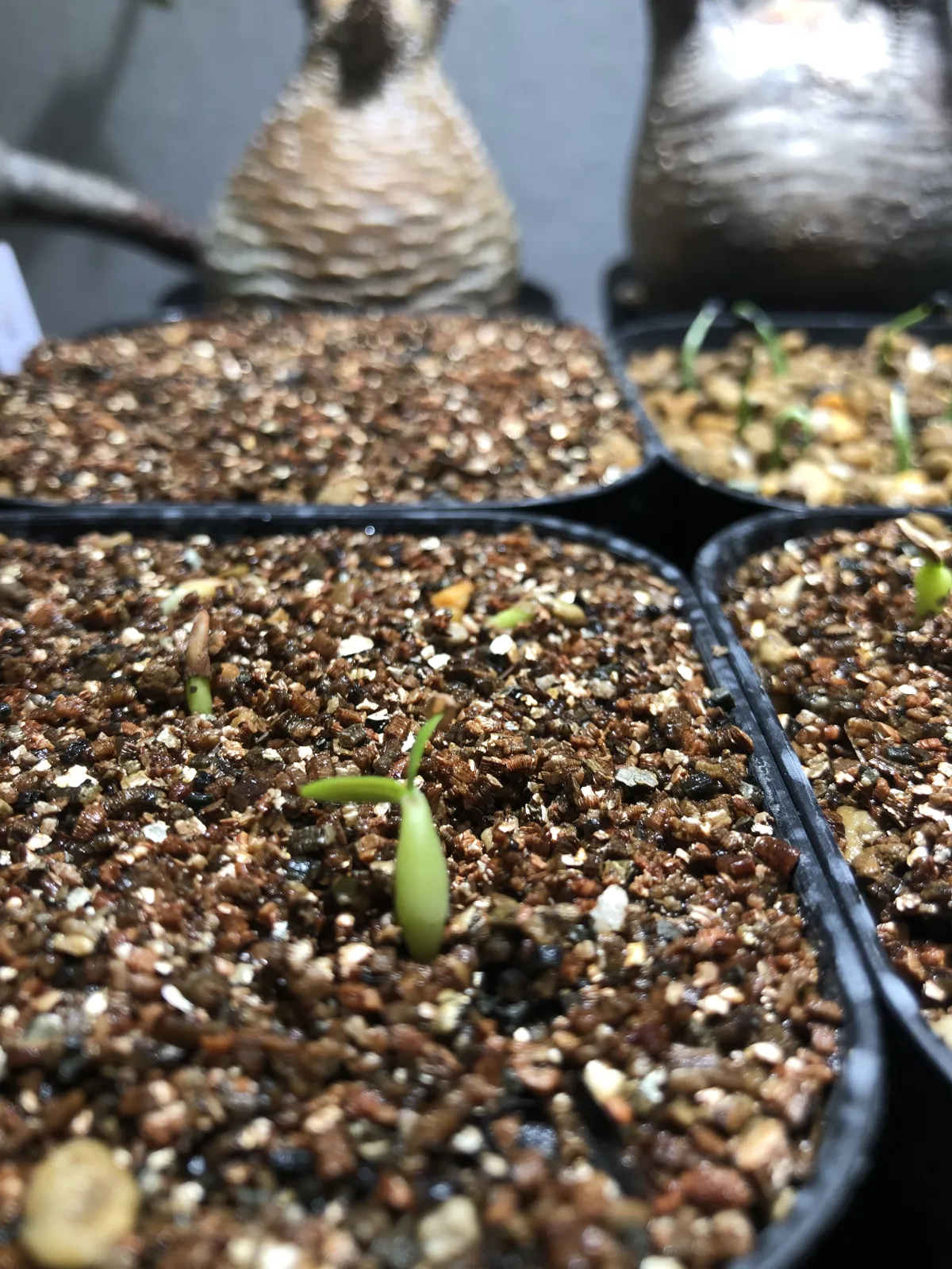 Pachypodium rosulatum var. gracilius (パキポディウム グラキリス)