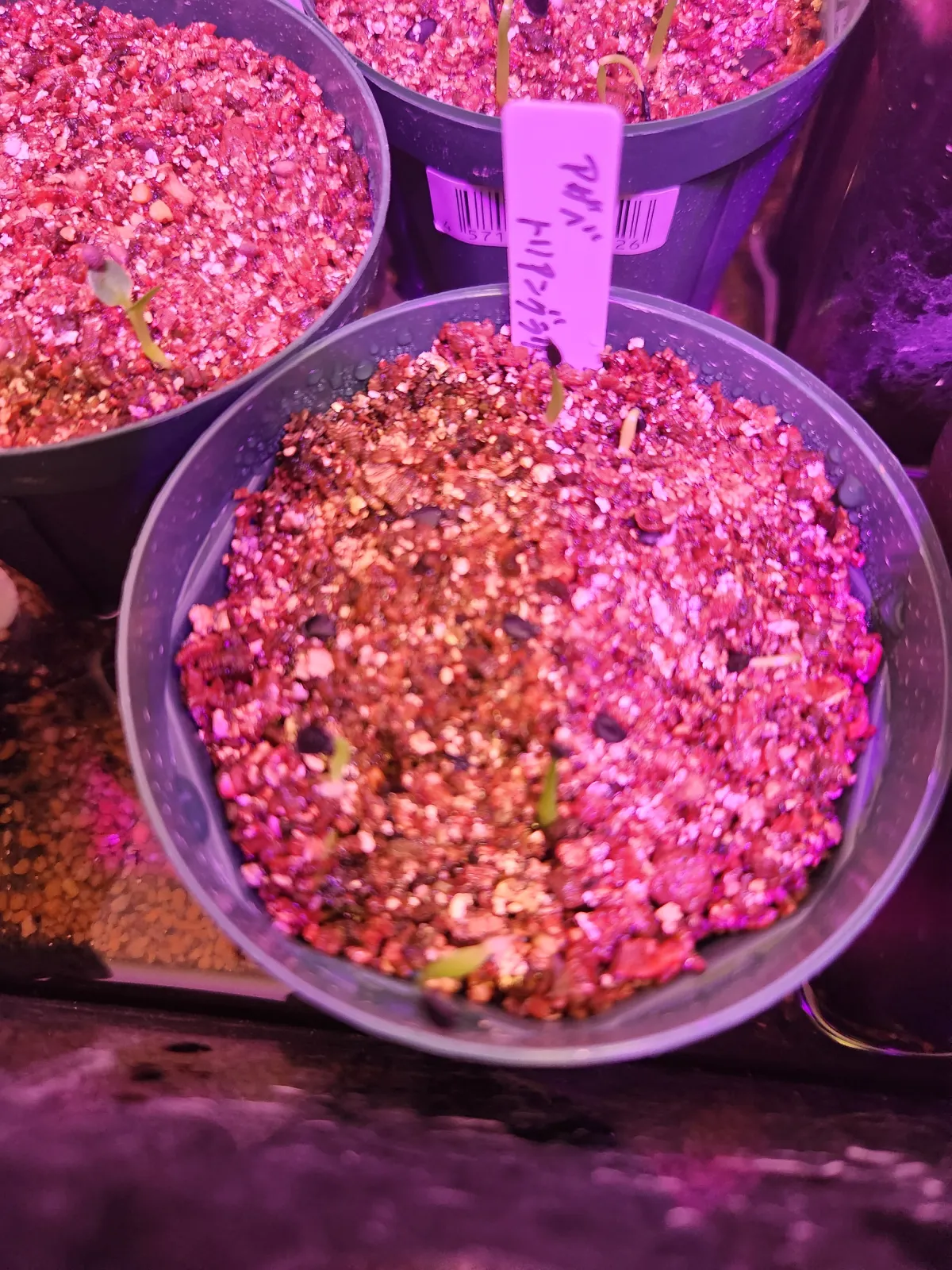 Agave triangularis (アガベ トライアンギュラリス)