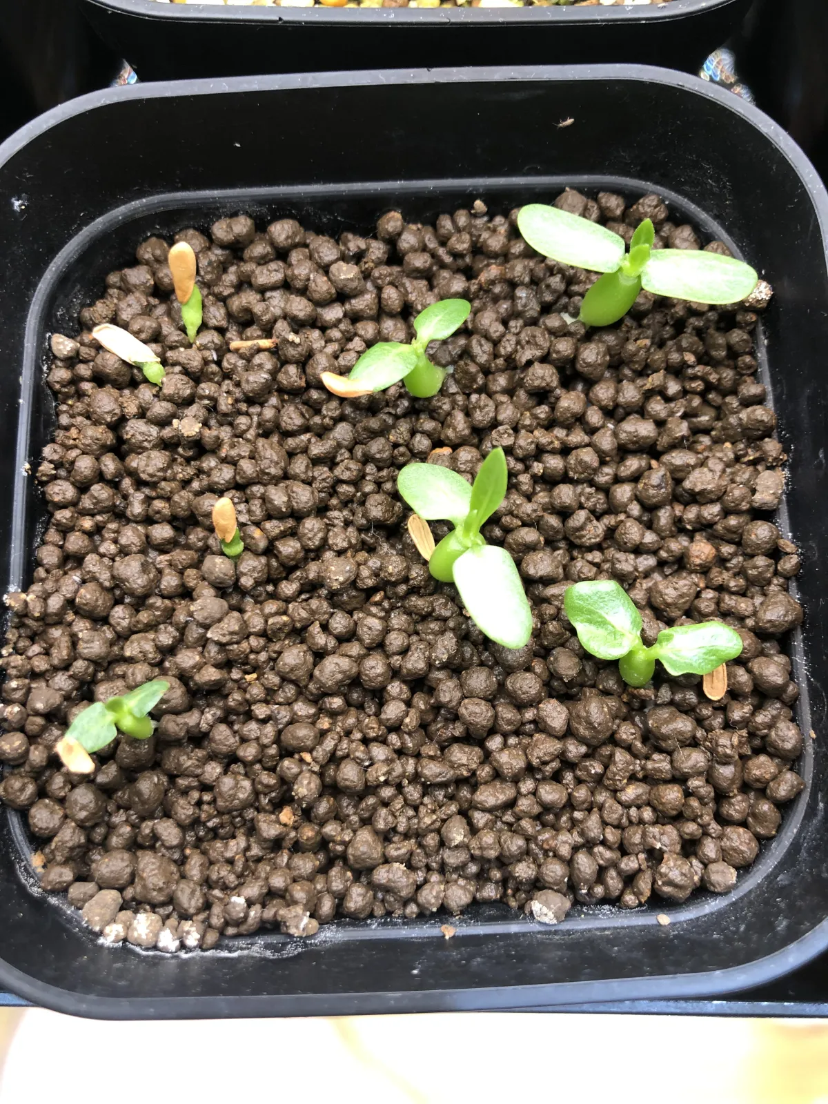 Pachypodium brevicaule subsp. leucoxanthum (パキポディウム レウコキサンツム)